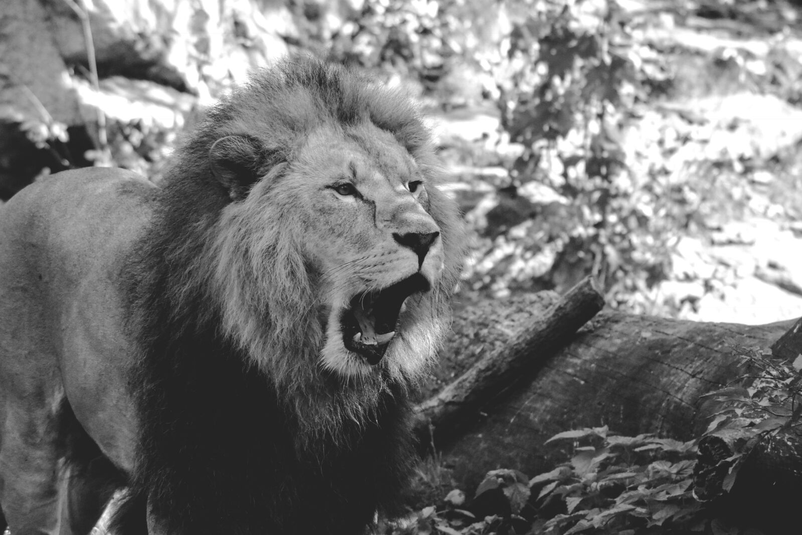 Nikon D7200 sample photo. Lion, zoo, roar photography