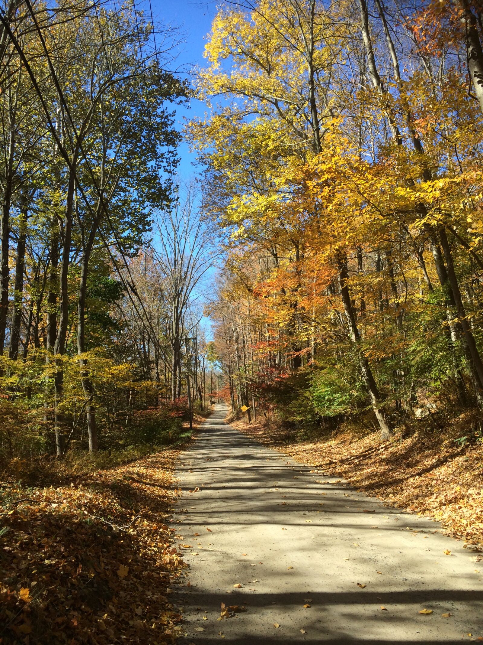 iPhone 5s back camera 4.12mm f/2.2 sample photo. Road, forest, autumn photography