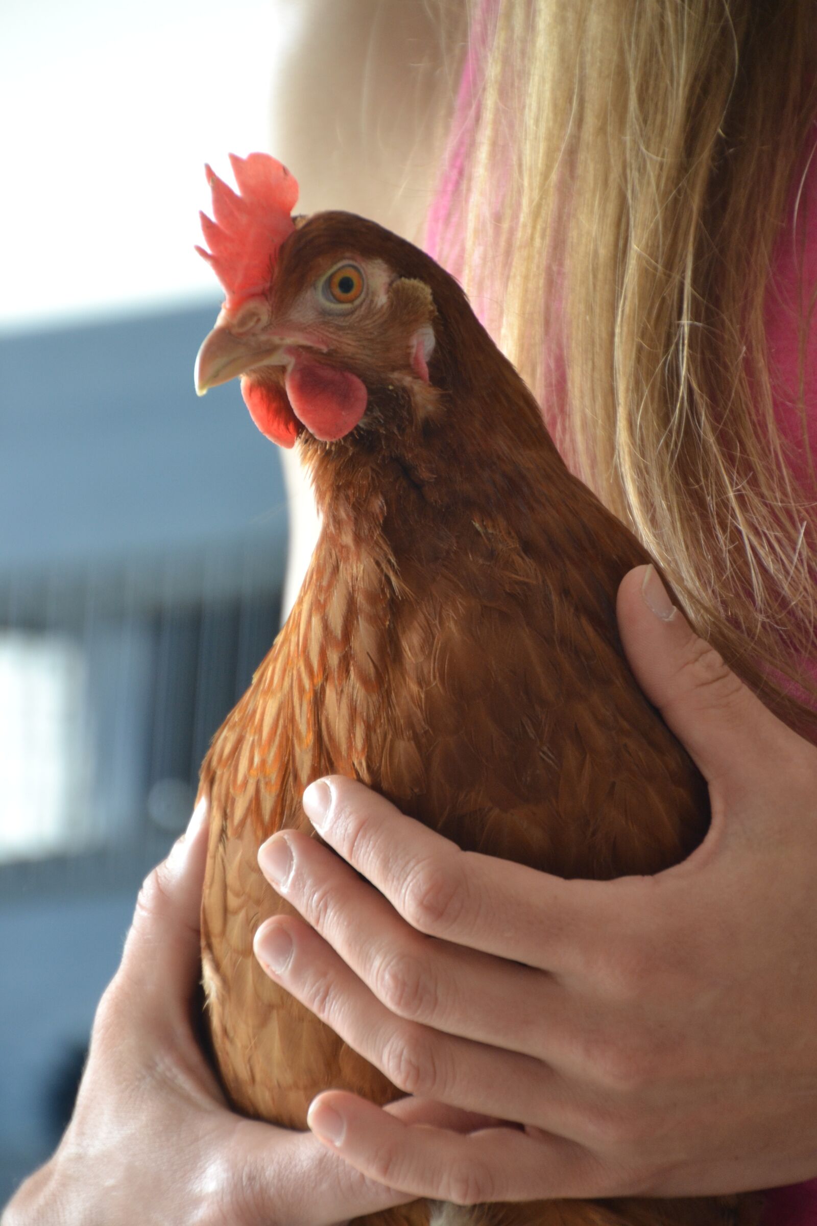 Nikon D3100 sample photo. Chicken, hen, laying hens photography