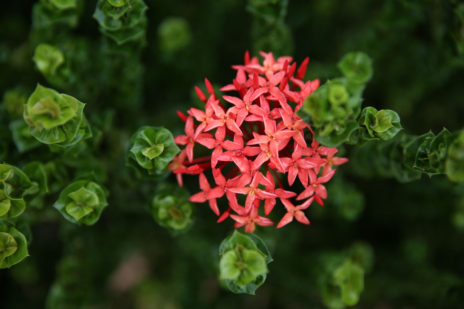 Canon EF 24-70mm F2.8L II USM sample photo. Flower, flowering, natural photography
