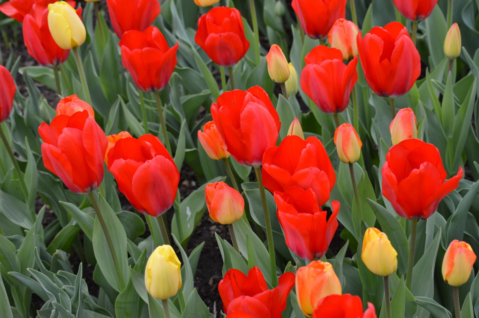 Nikon D3200 sample photo. Tulip, flowers, flower photography