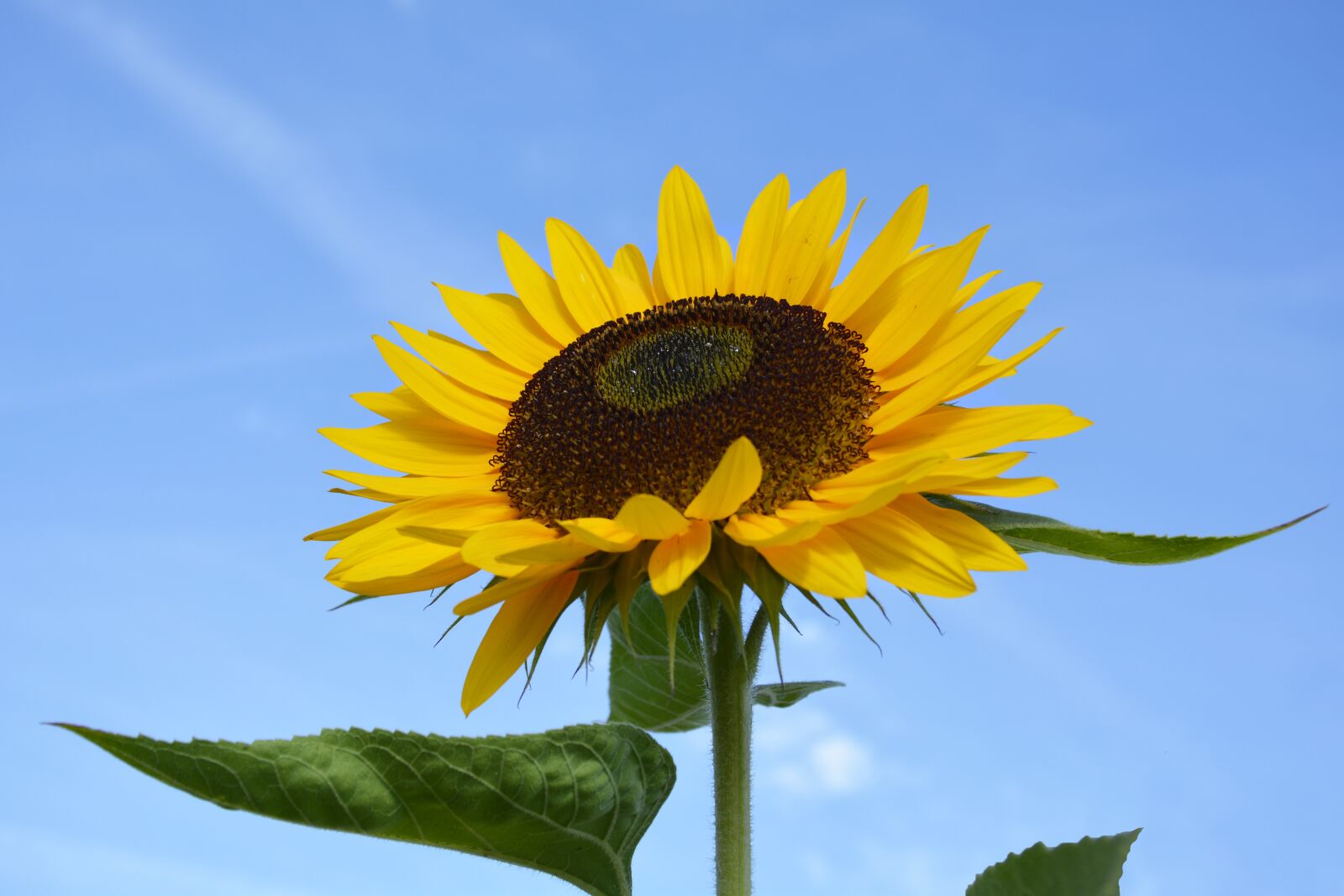 Nikon D7100 sample photo. Sunflower, flower, blossom photography