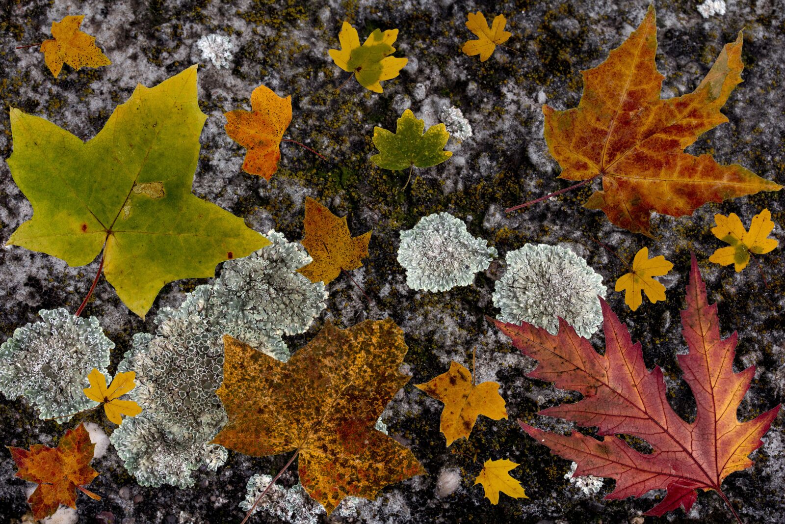 Canon EF-S 60mm F2.8 Macro USM sample photo. Leaves, colorful, composition photography