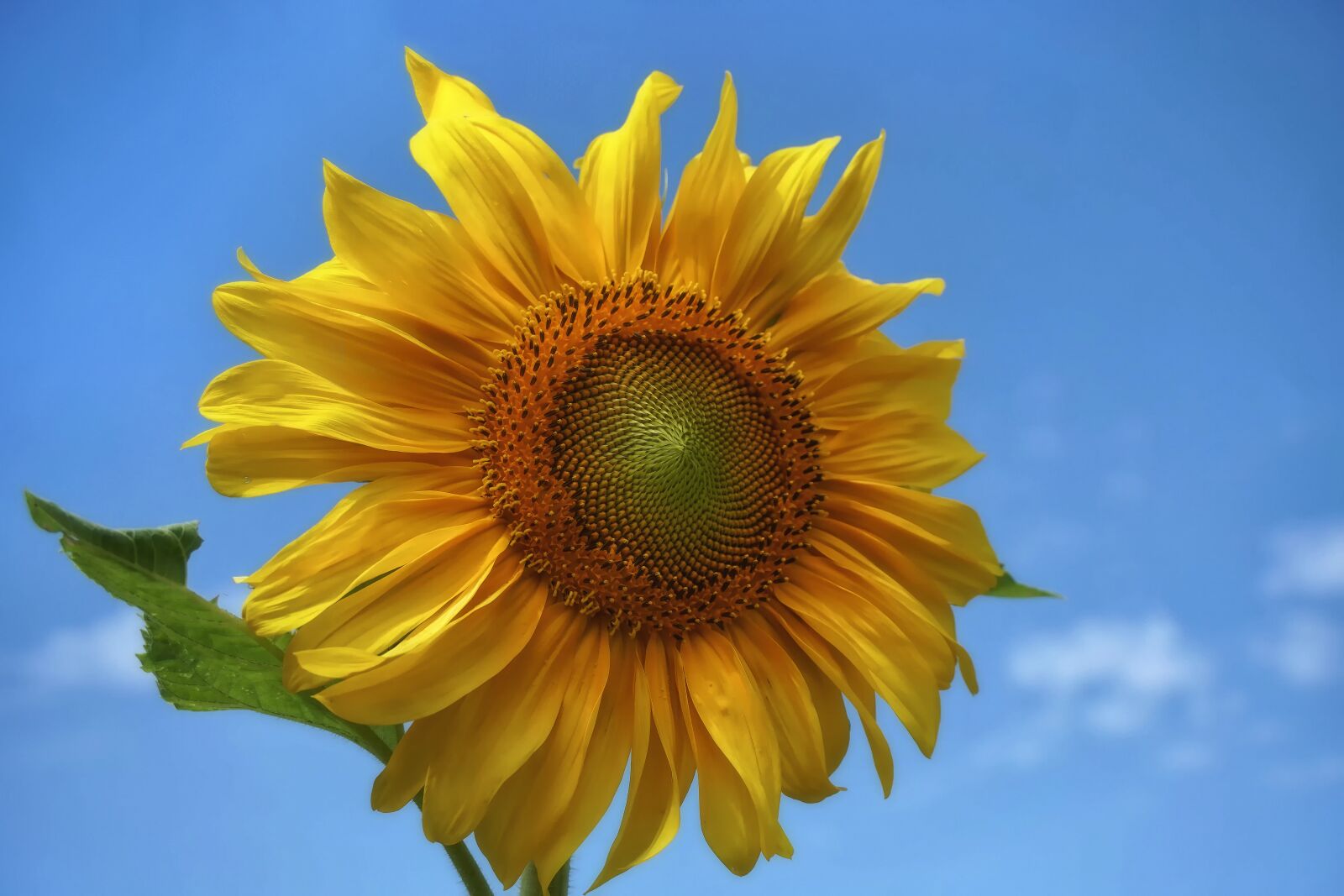 Sony a6300 sample photo. Sunflower, large, bright photography