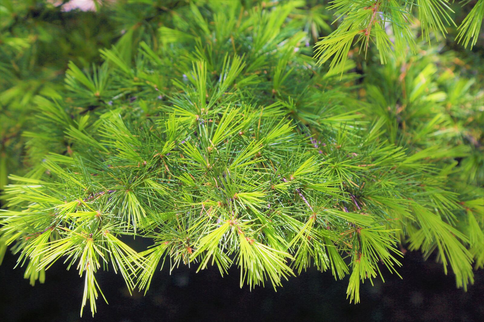 Canon EF 24-105mm F4L IS USM sample photo. Needle leaves, tree, green photography
