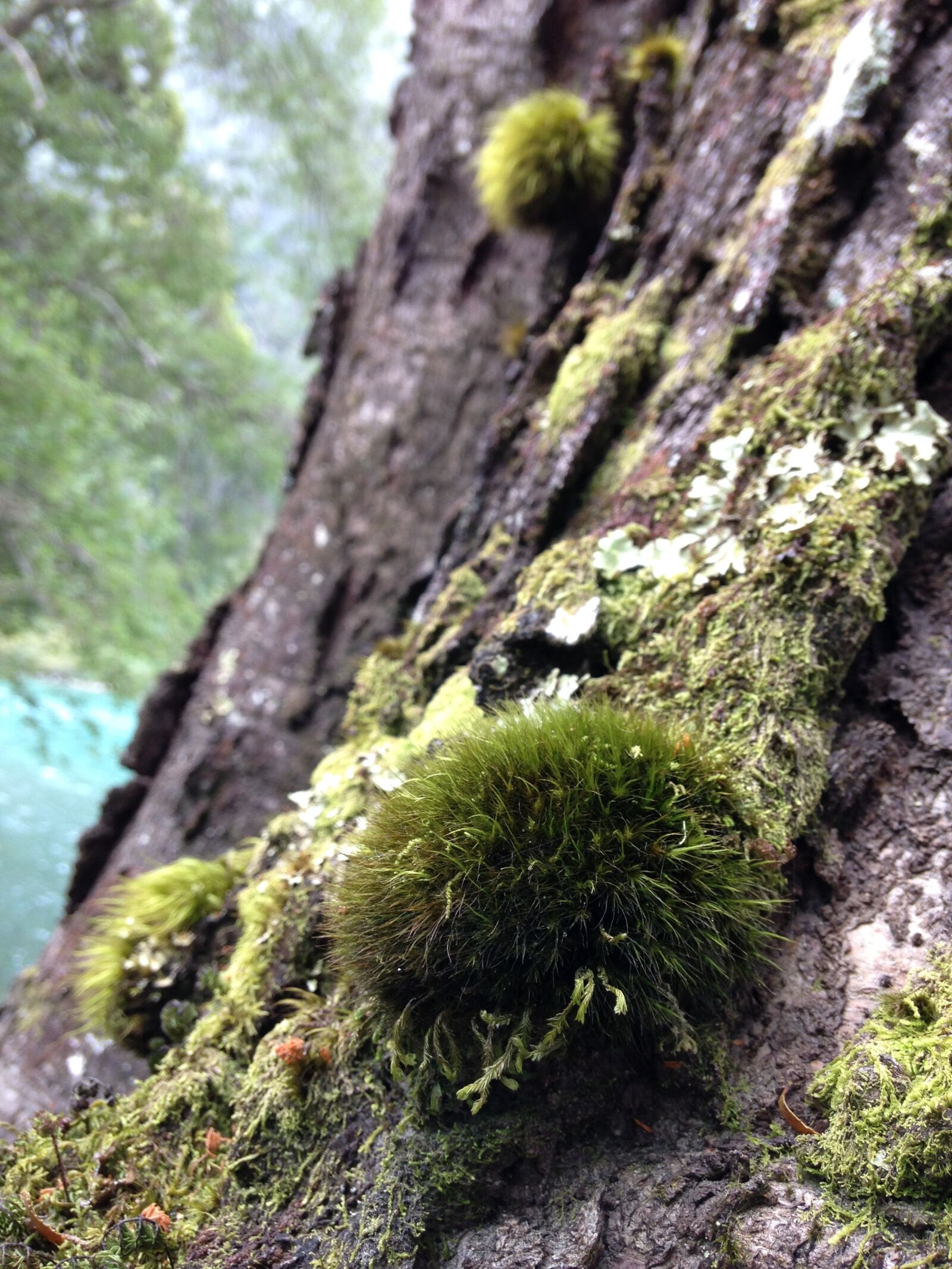 iPhone 5c back camera 4.12mm f/2.4 sample photo. Tree, moss, green photography