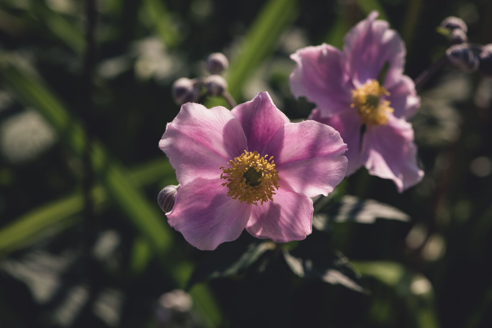Nikon D750 sample photo. Anemones, autumn anemones, flower photography