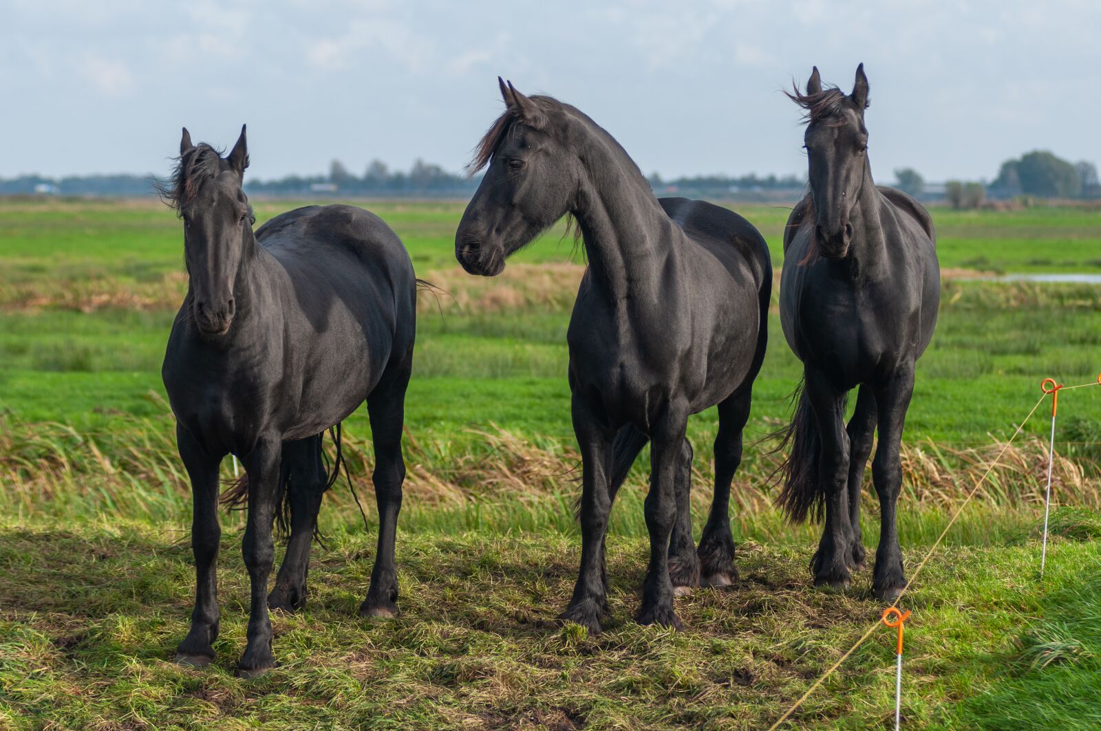 Nikon D90 sample photo. Horses, green, nature photography