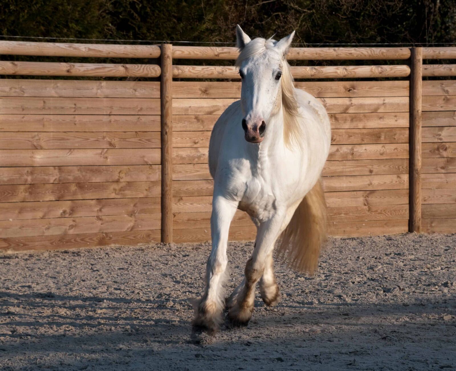 Nikon D300 sample photo. Animal, white horse, cavalry photography