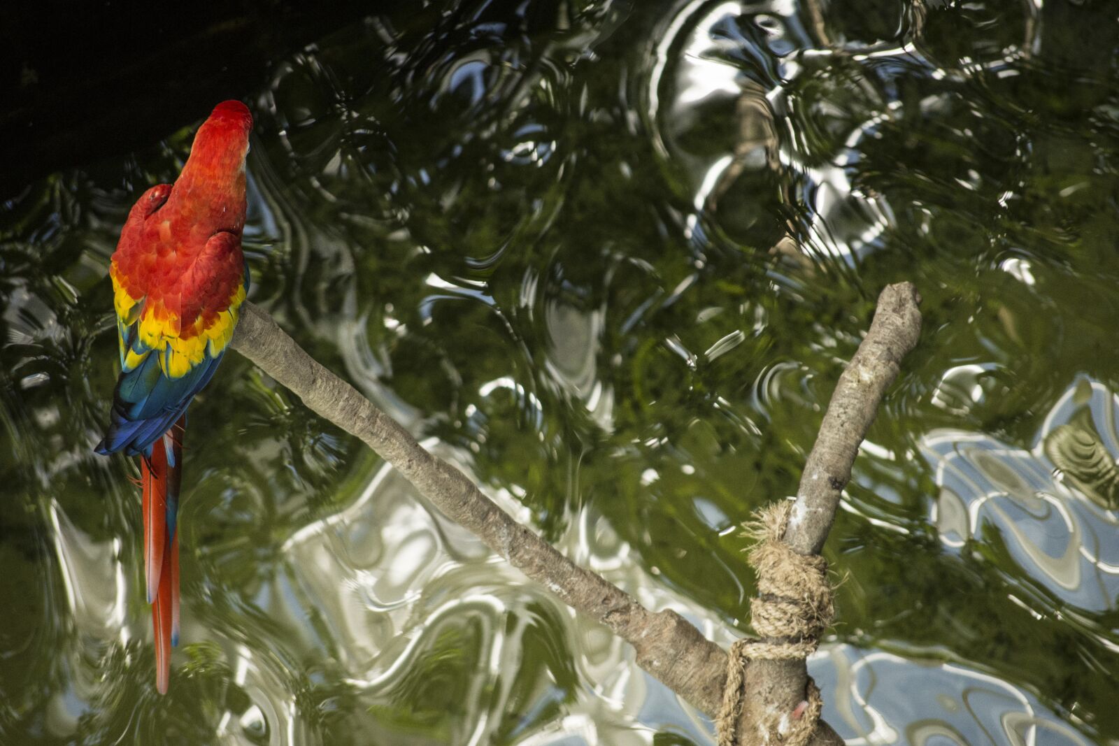 Nikon D7200 sample photo. Bird, quote, design photography