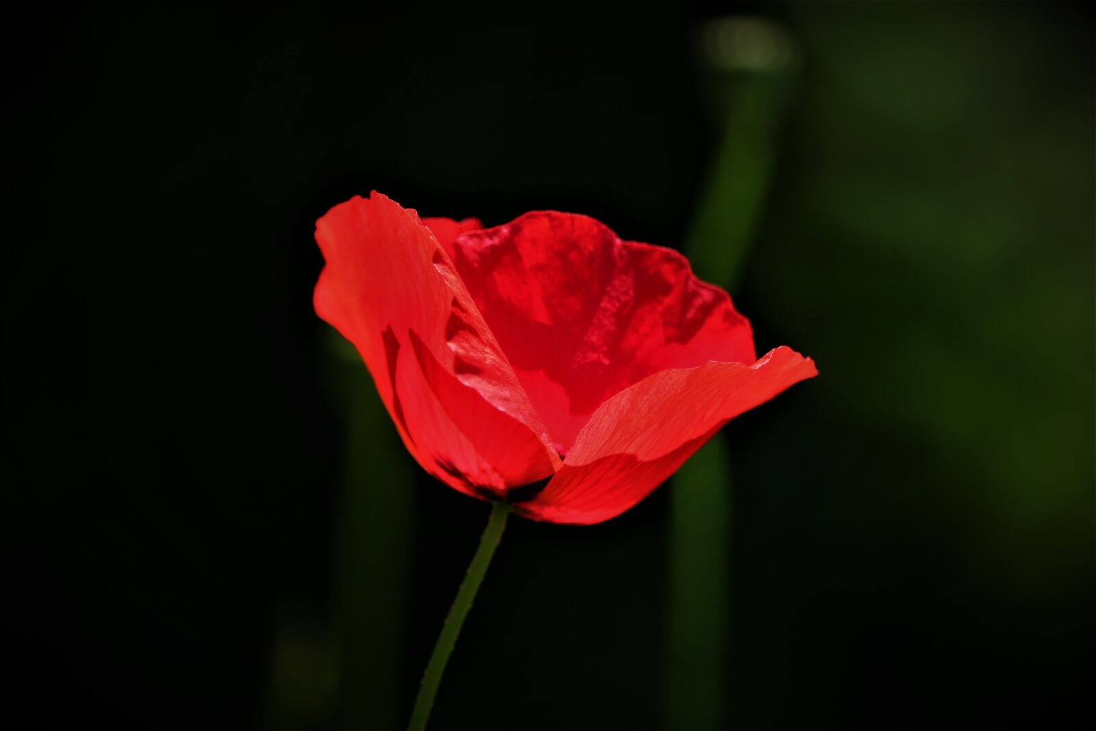 Canon EOS 750D (EOS Rebel T6i / EOS Kiss X8i) + Canon EF-S 55-250mm F4-5.6 IS STM sample photo. Wild flowers, poppy, flower photography