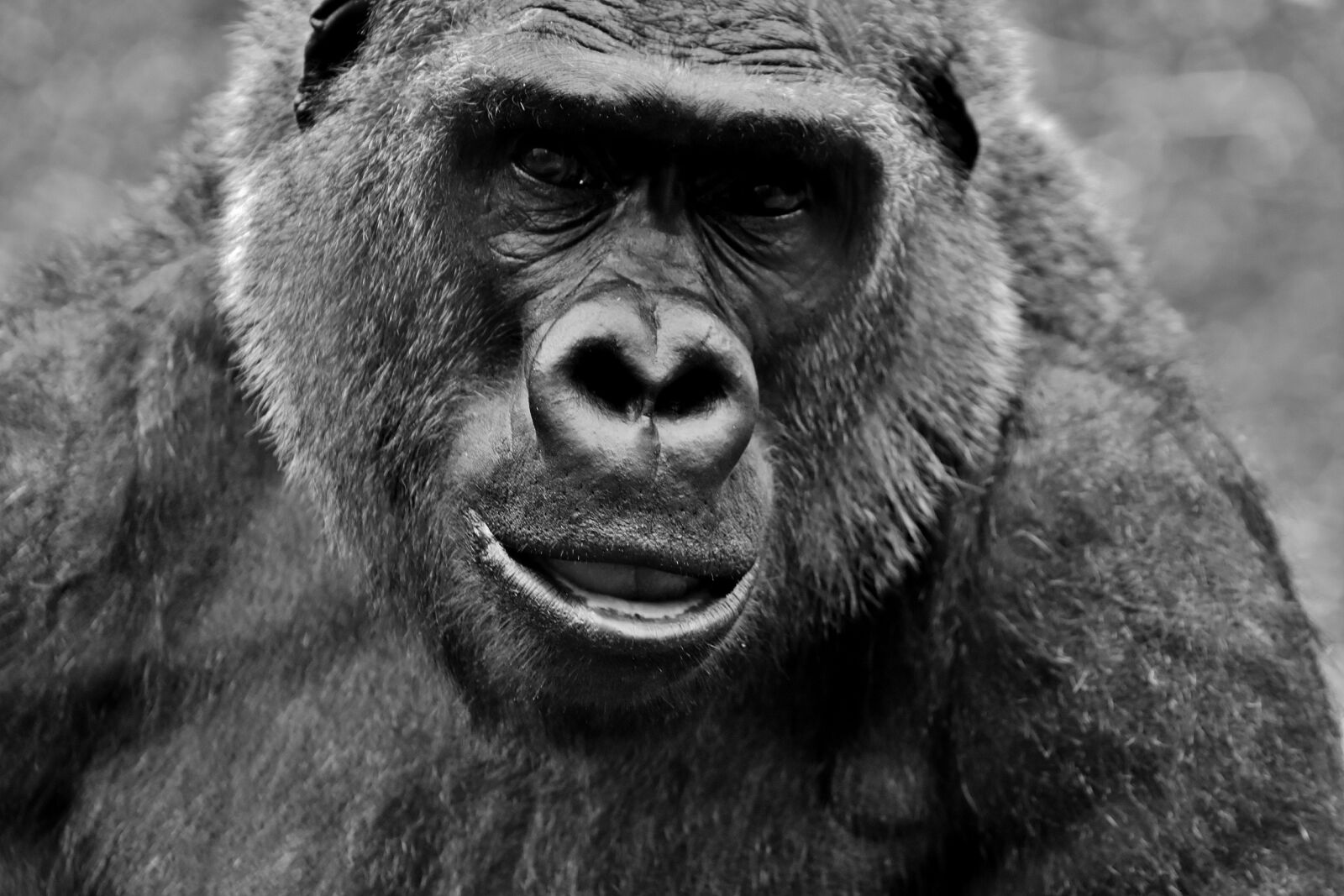 Nikon D7200 sample photo. Gorilla, monkey, animal photography