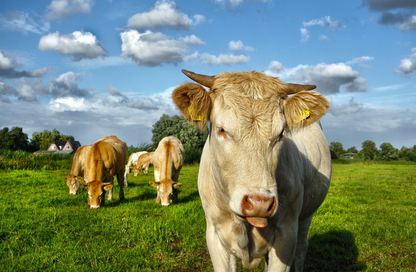 Sony Cyber-shot DSC-RX100 sample photo. Animal, mammal, cow photography