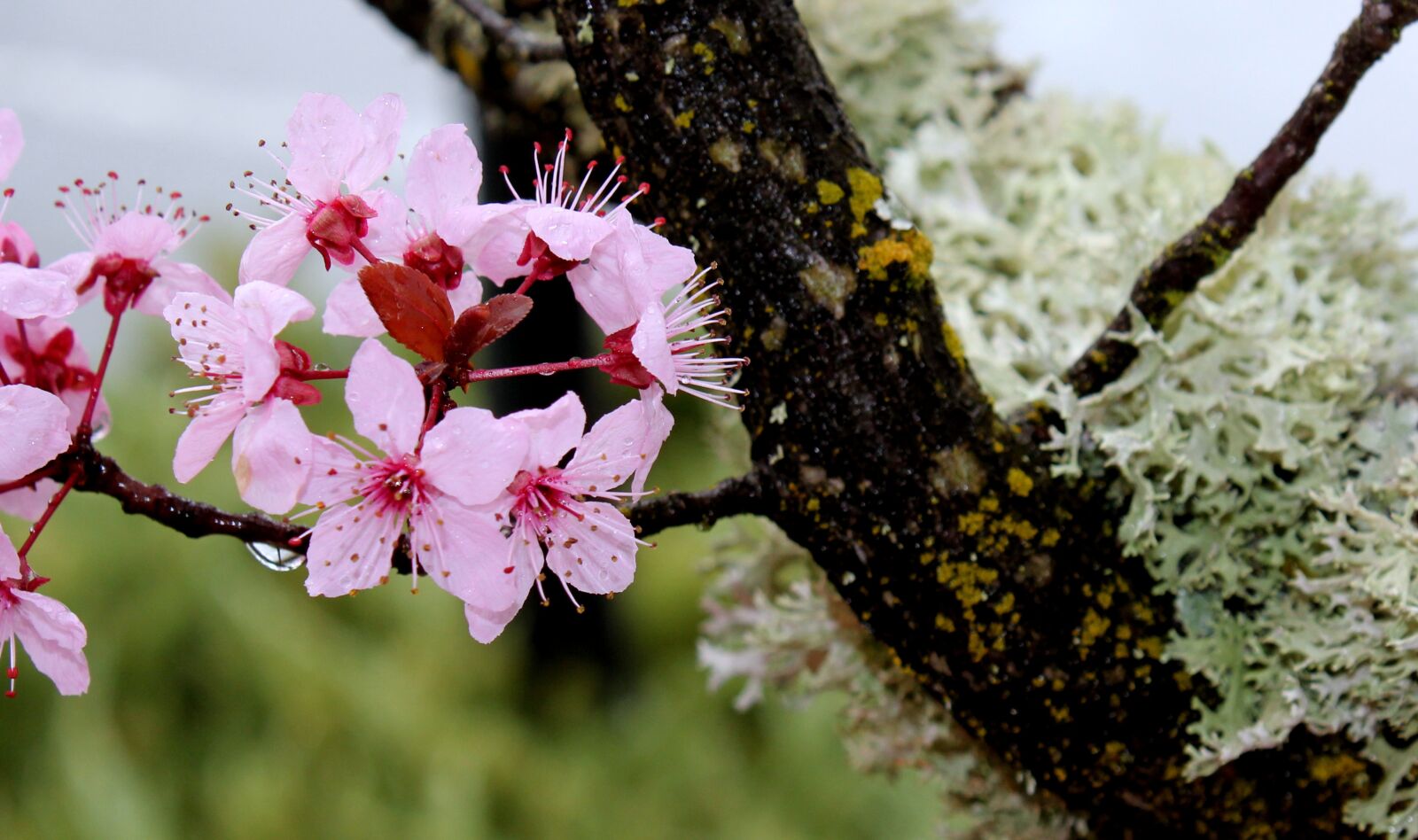 Canon EOS 550D (EOS Rebel T2i / EOS Kiss X4) sample photo. Cherry, flower, branch photography