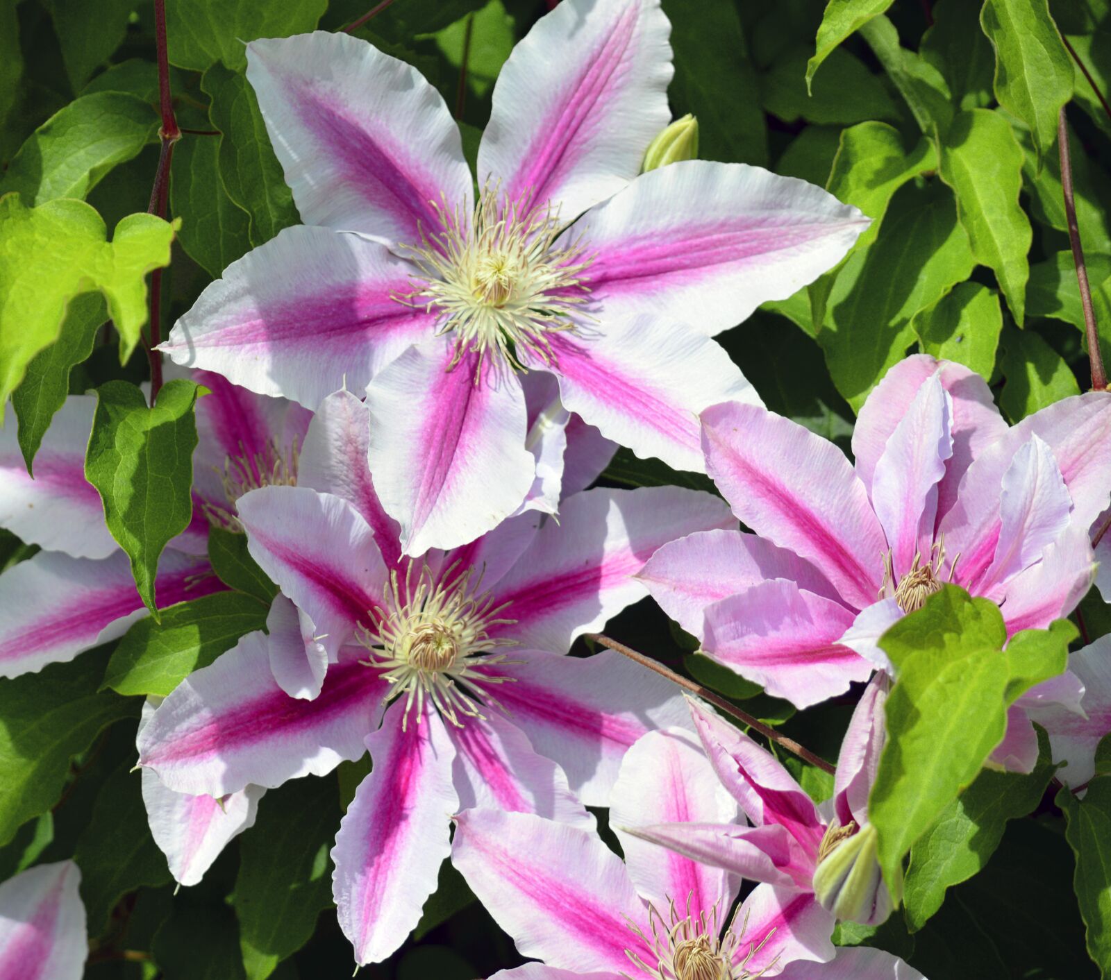 Nikon D3200 sample photo. Clematis, flower, flora photography
