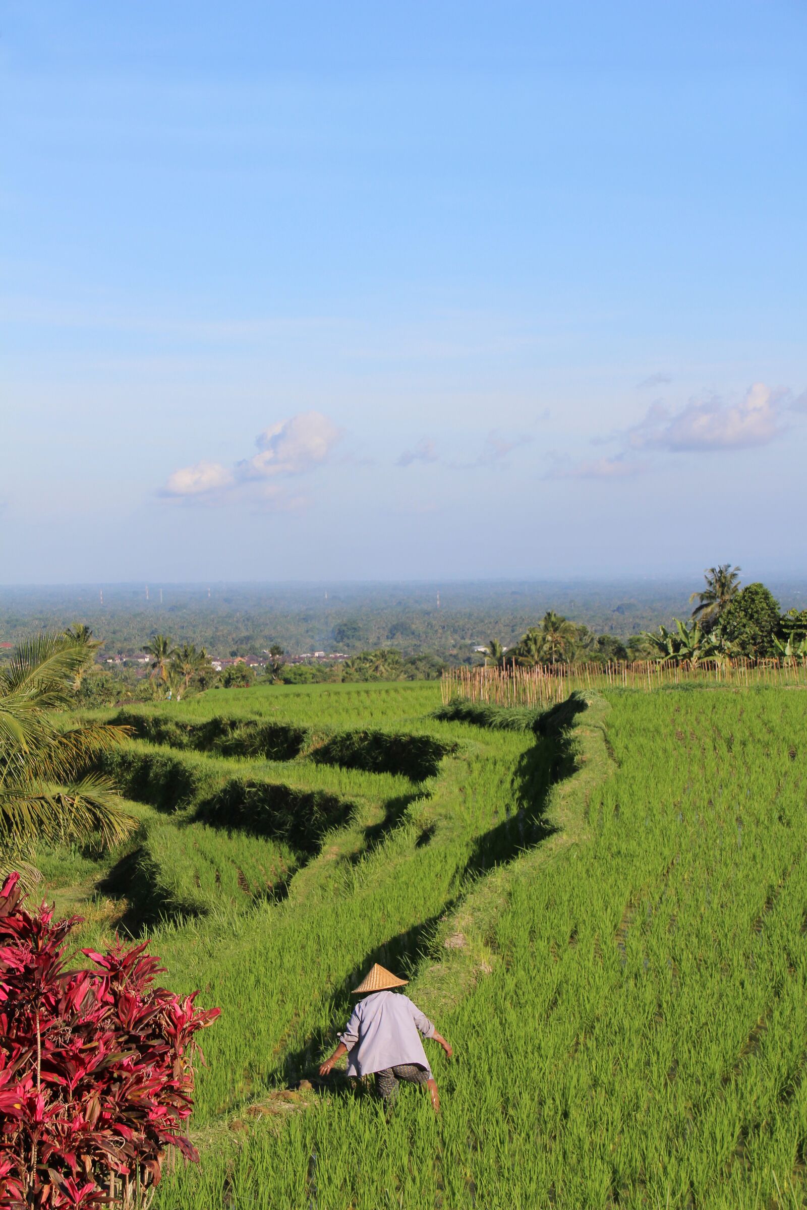 Canon EOS 700D (EOS Rebel T5i / EOS Kiss X7i) sample photo. Bali, rice fields, jatiluwih photography