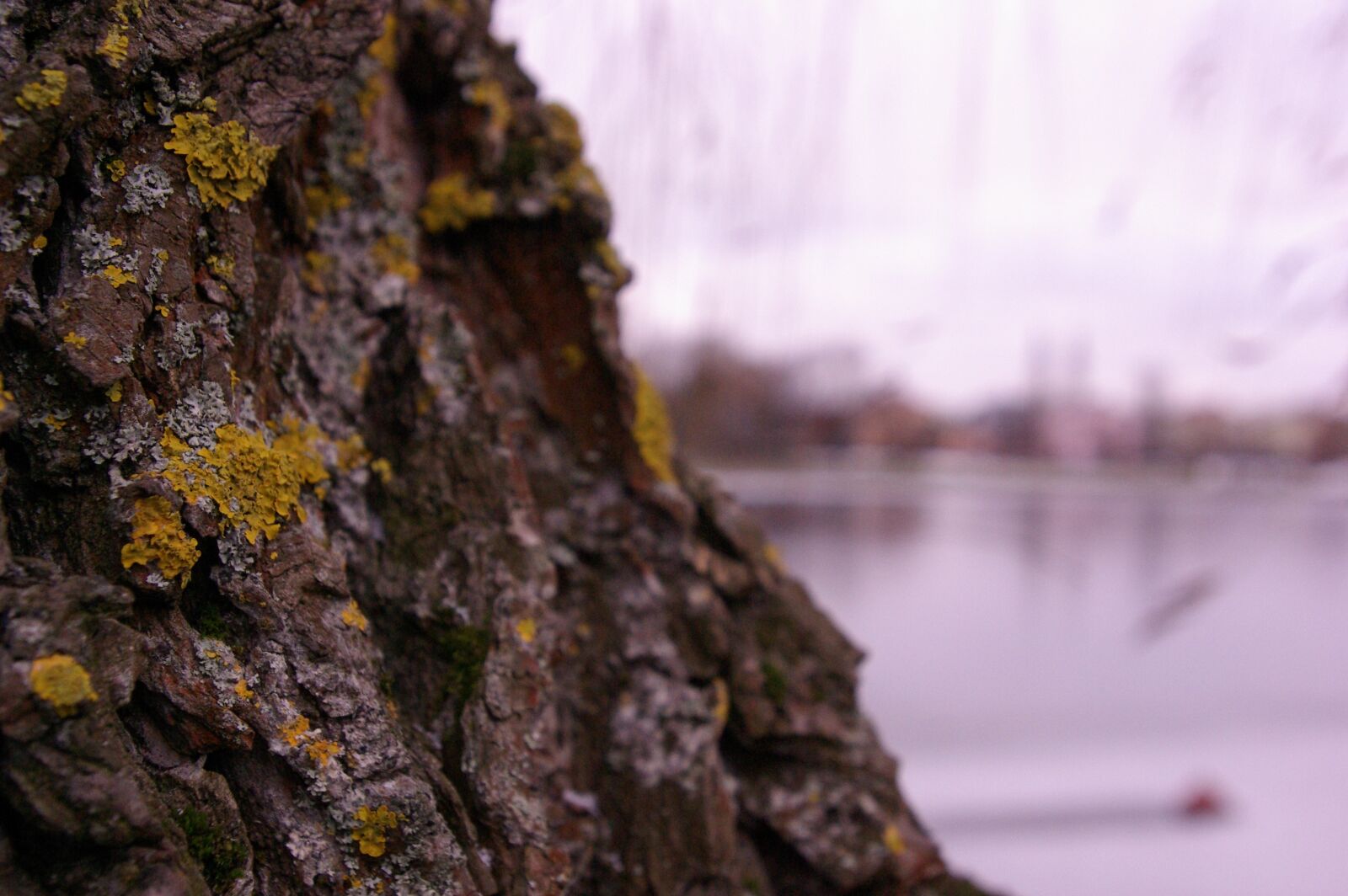 Pentax K10D sample photo. Tree, moss, landscape photography