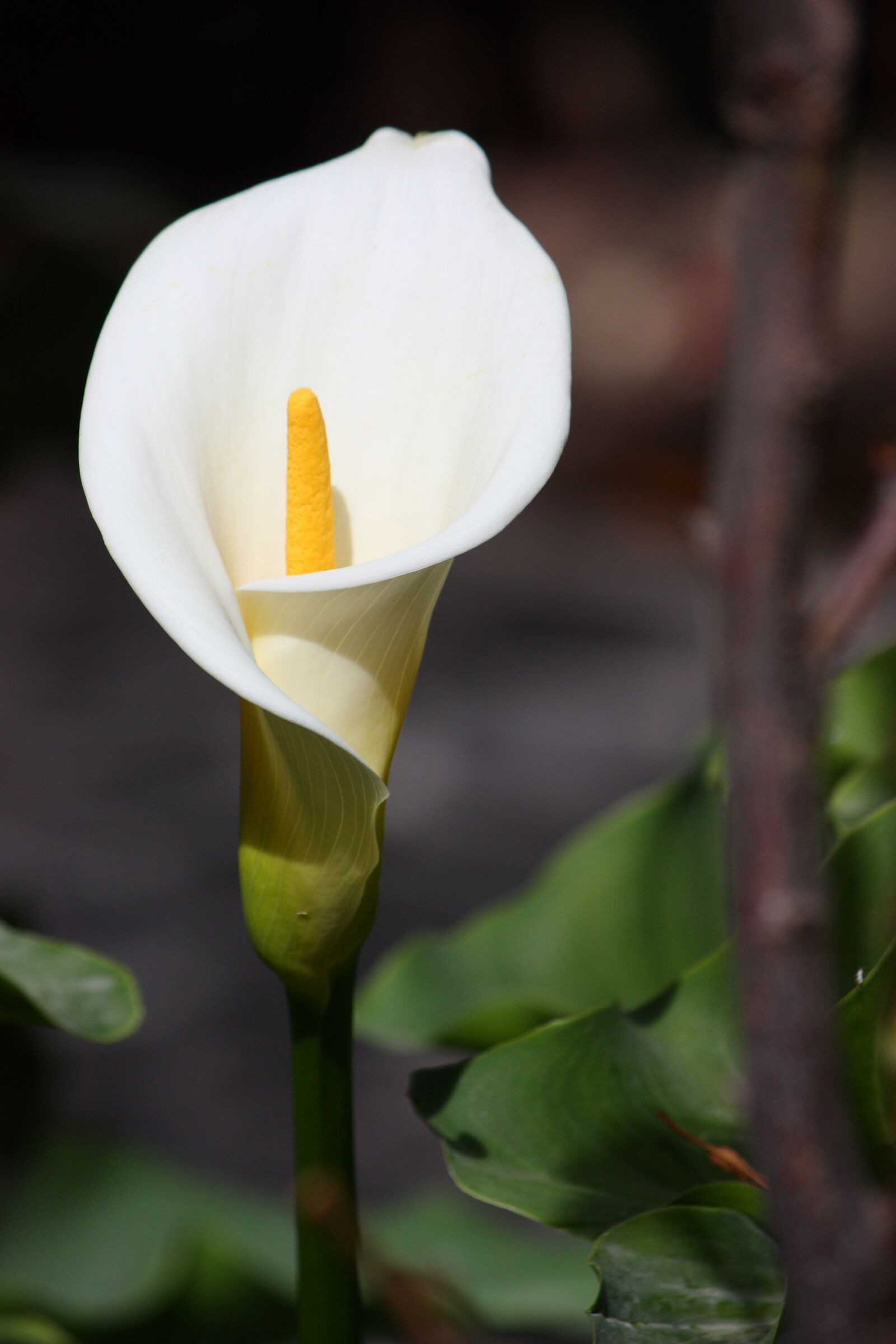 Canon EOS 450D (EOS Rebel XSi / EOS Kiss X2) sample photo. Flowers, lily, plant photography