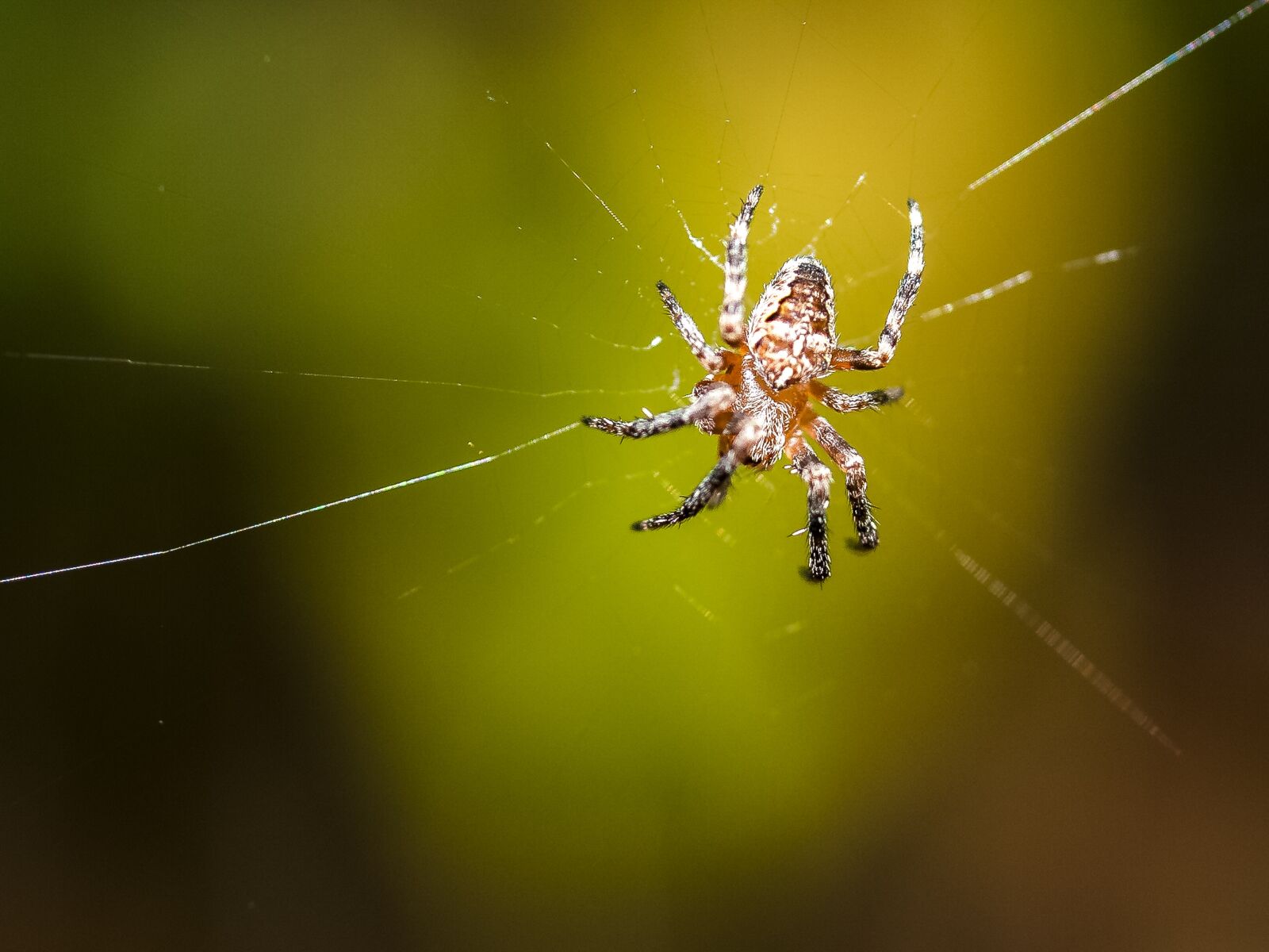 Olympus E-3 sample photo. Spider, araneus, nature photography