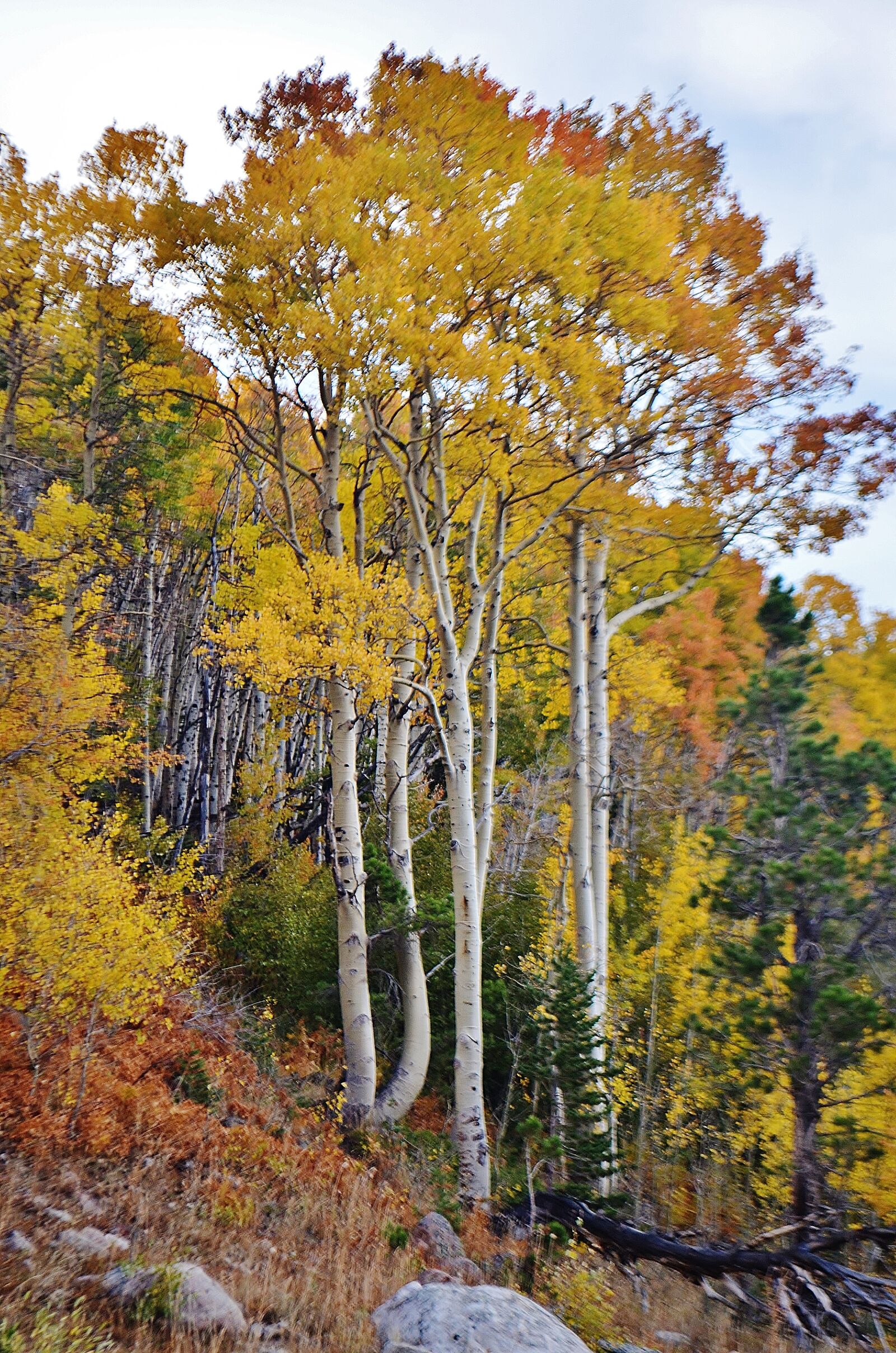 Nikon D5100 sample photo. Aspens, rockies, colorado photography