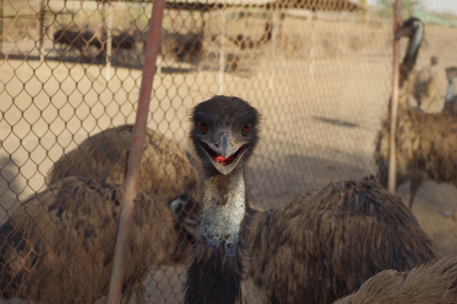 Pentax K-x sample photo. Emu, strange bird, virar photography