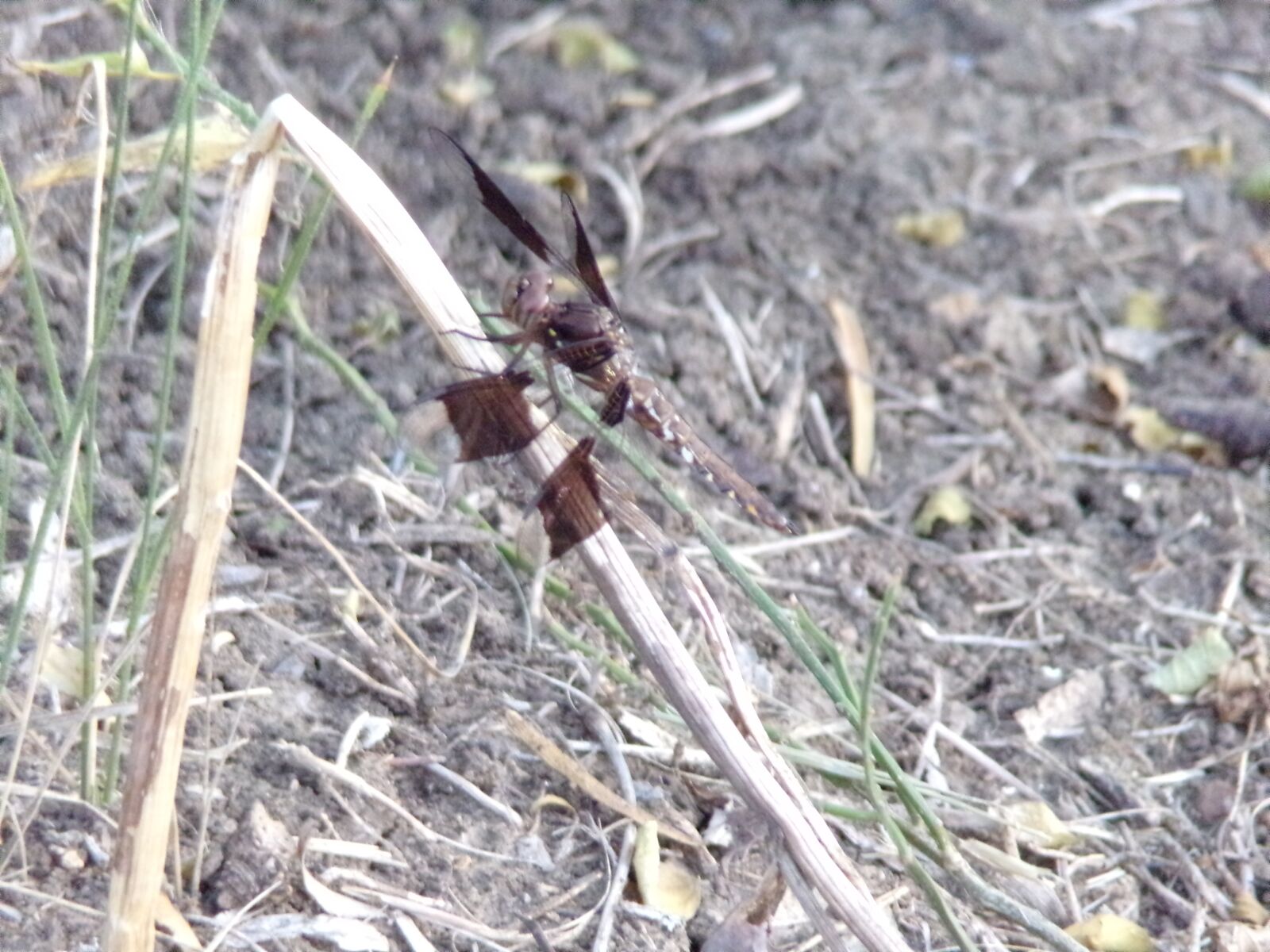 JK KODAK PIXPRO AZ421 sample photo. Dragonfly, nature, insect photography
