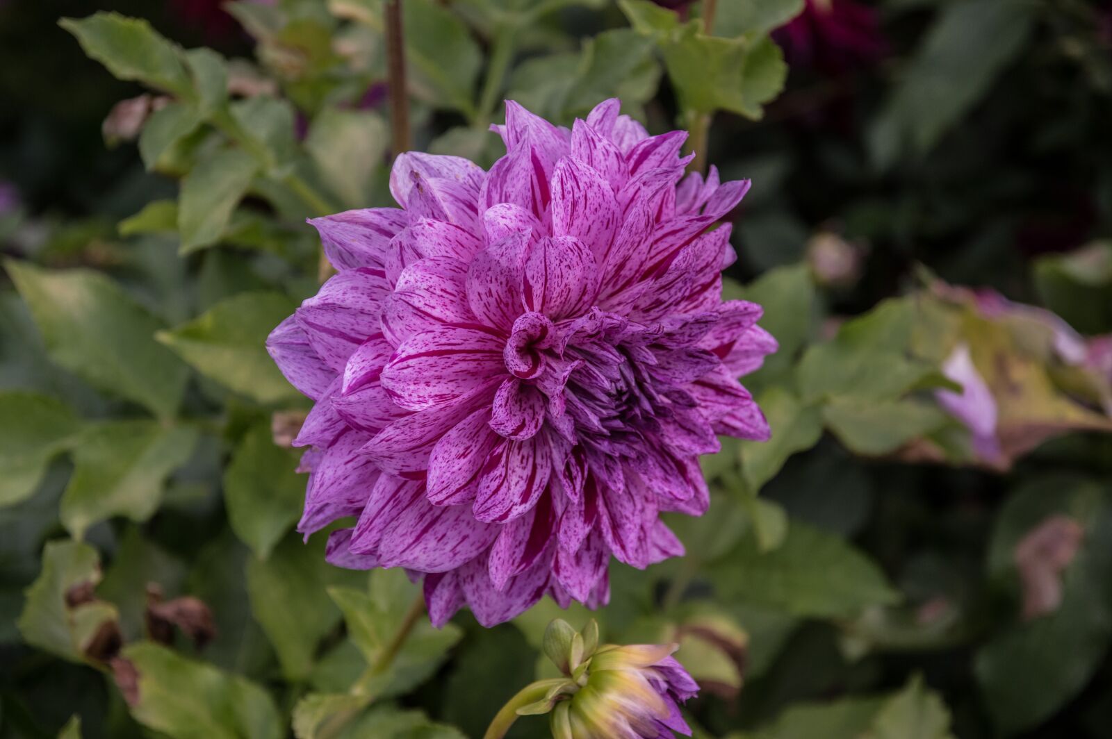 Pentax K-3 sample photo. Dahlia flower, flower, blossom photography