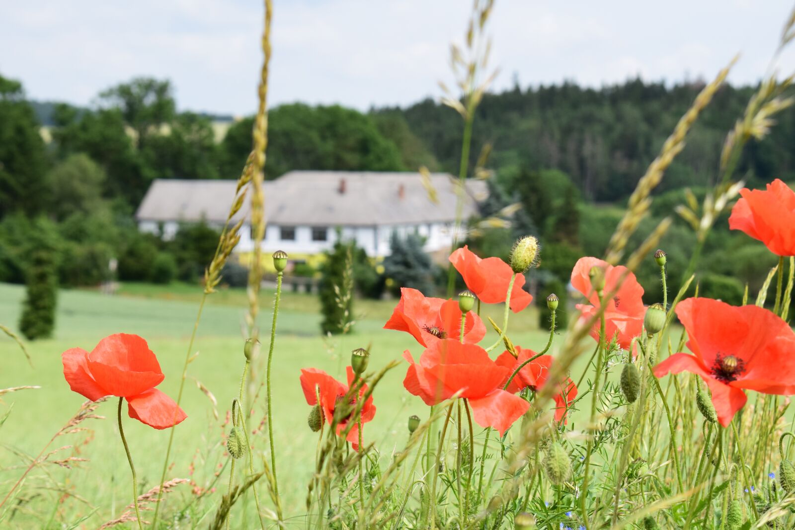Nikon D5300 sample photo. Poppies, depth of field photography