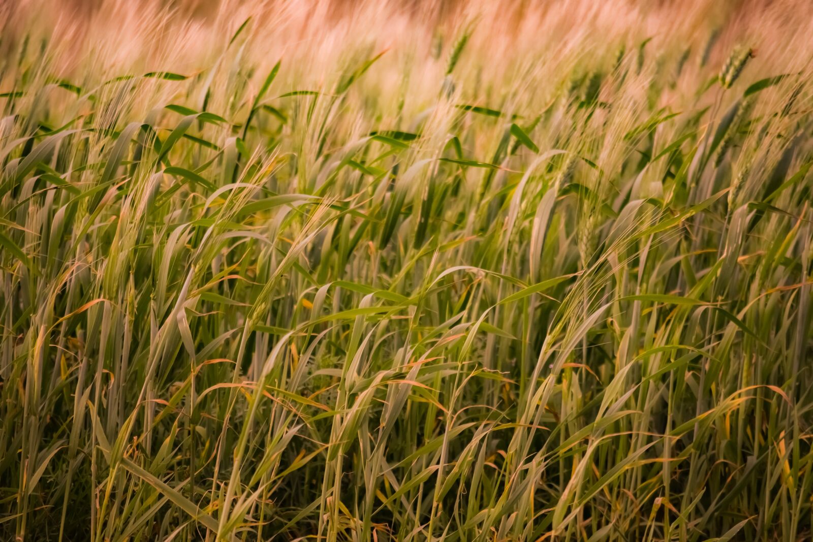 Nikon D3300 sample photo. Field, straw, cereal photography