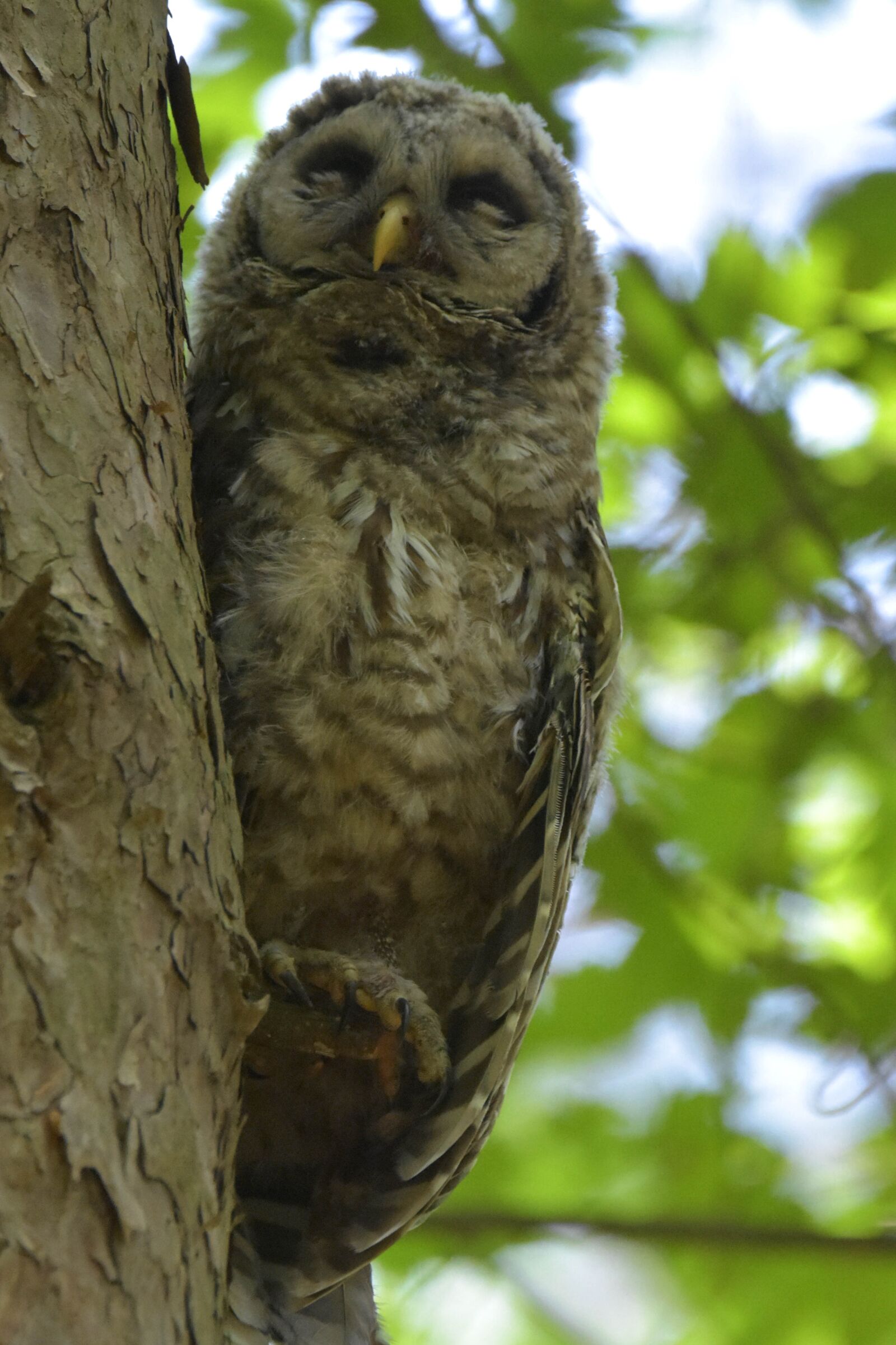 Nikon D3400 sample photo. Juvenile barred owl, taking photography