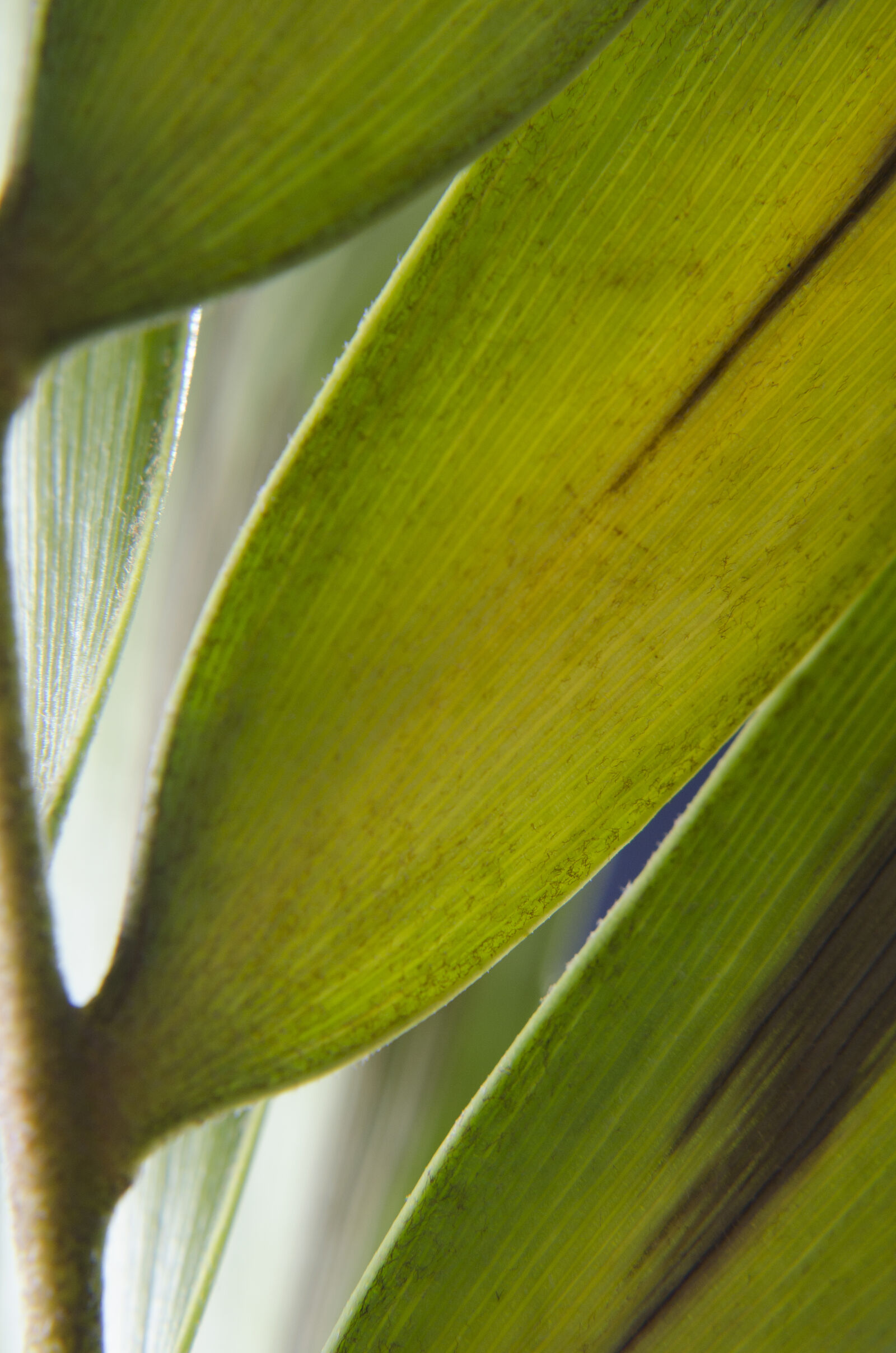 Nikon D7000 + Nikon AF-S Nikkor 50mm F1.8G sample photo. Abstract, abstrato, background, brazilian photography