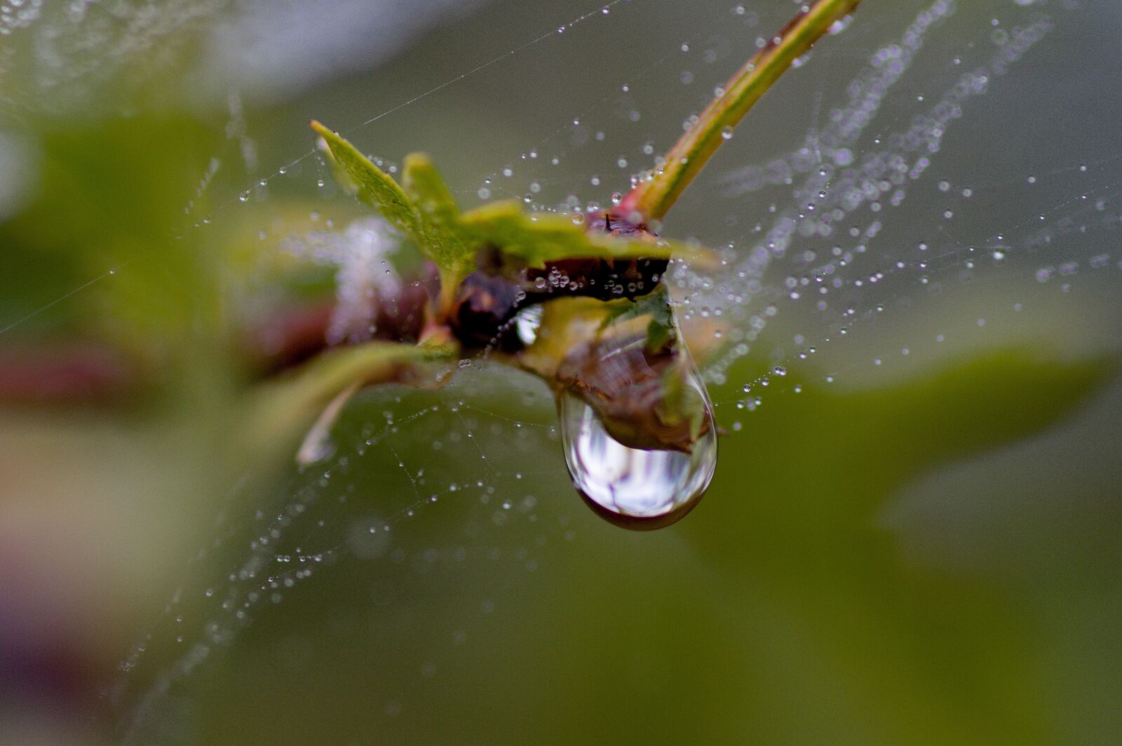 Pentax K-3 sample photo. Drops, water, after the photography