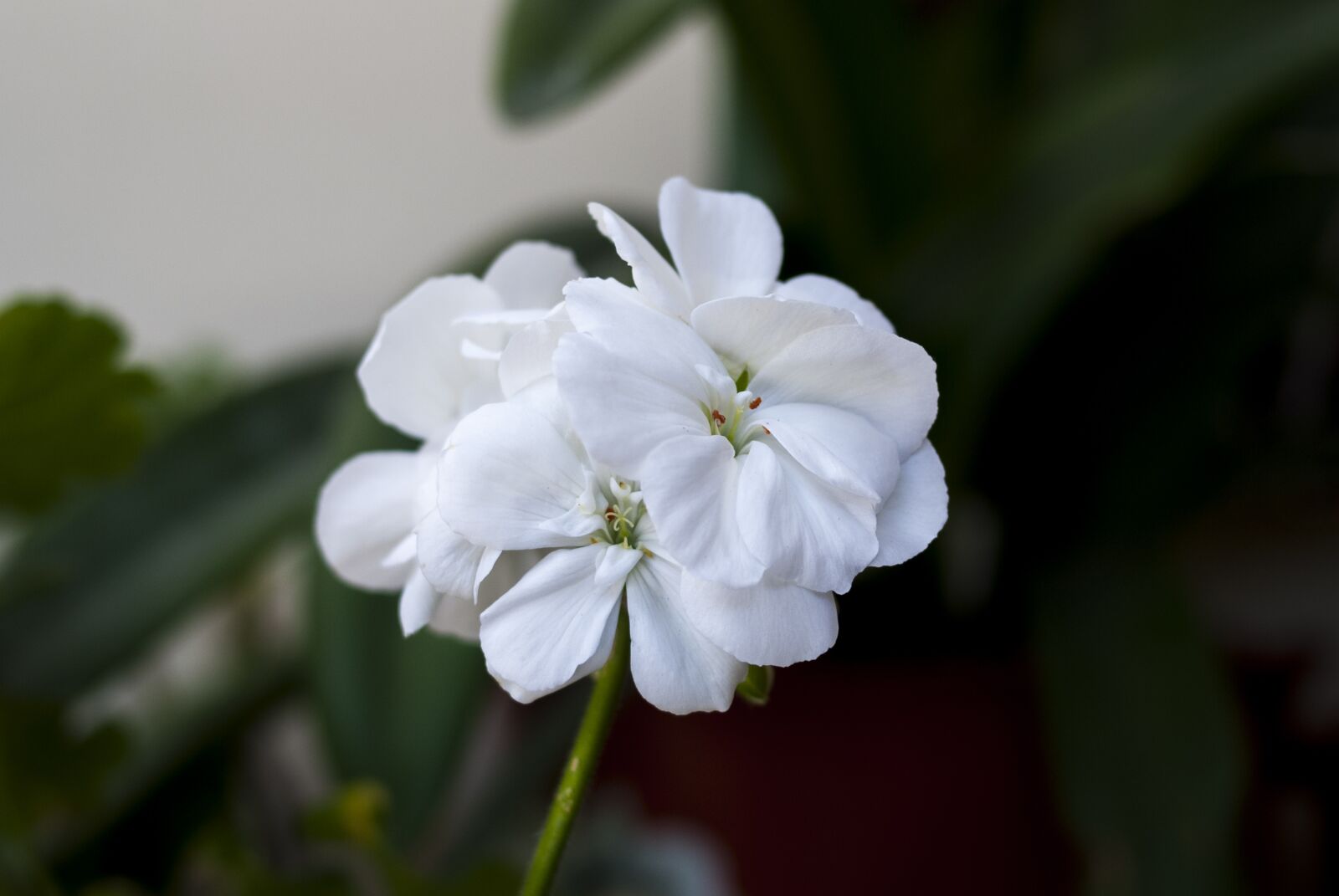Nikon D60 sample photo. Flower, plant, nature photography