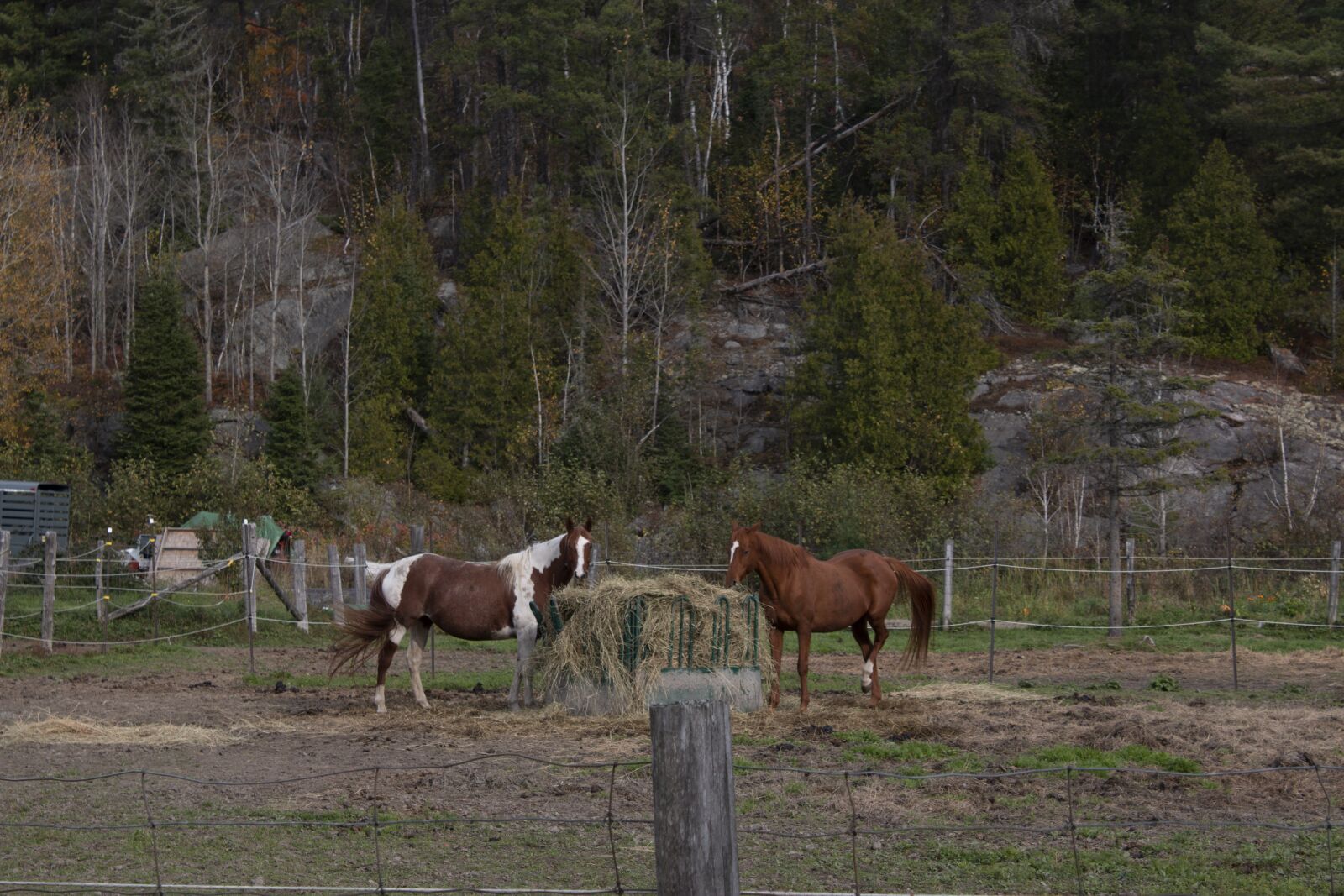 Canon EOS 70D + Canon EF-S 18-55mm F3.5-5.6 IS sample photo. Tree, horses, day photography
