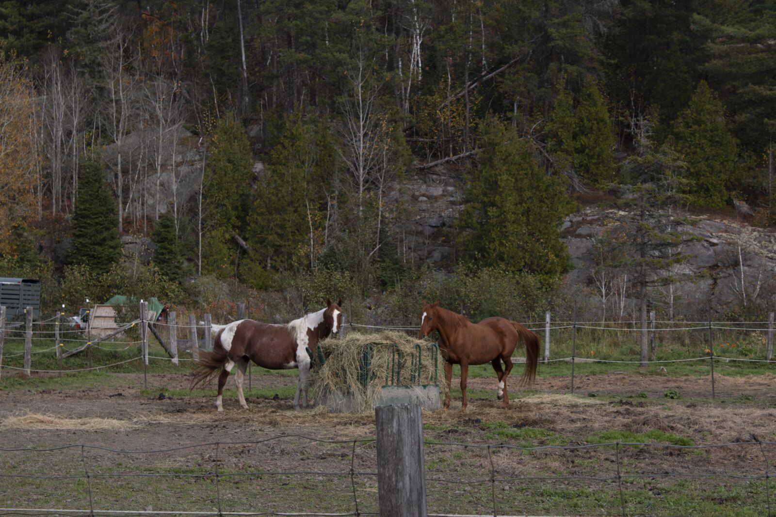 Canon EOS 70D sample photo. Tree, horses, day photography