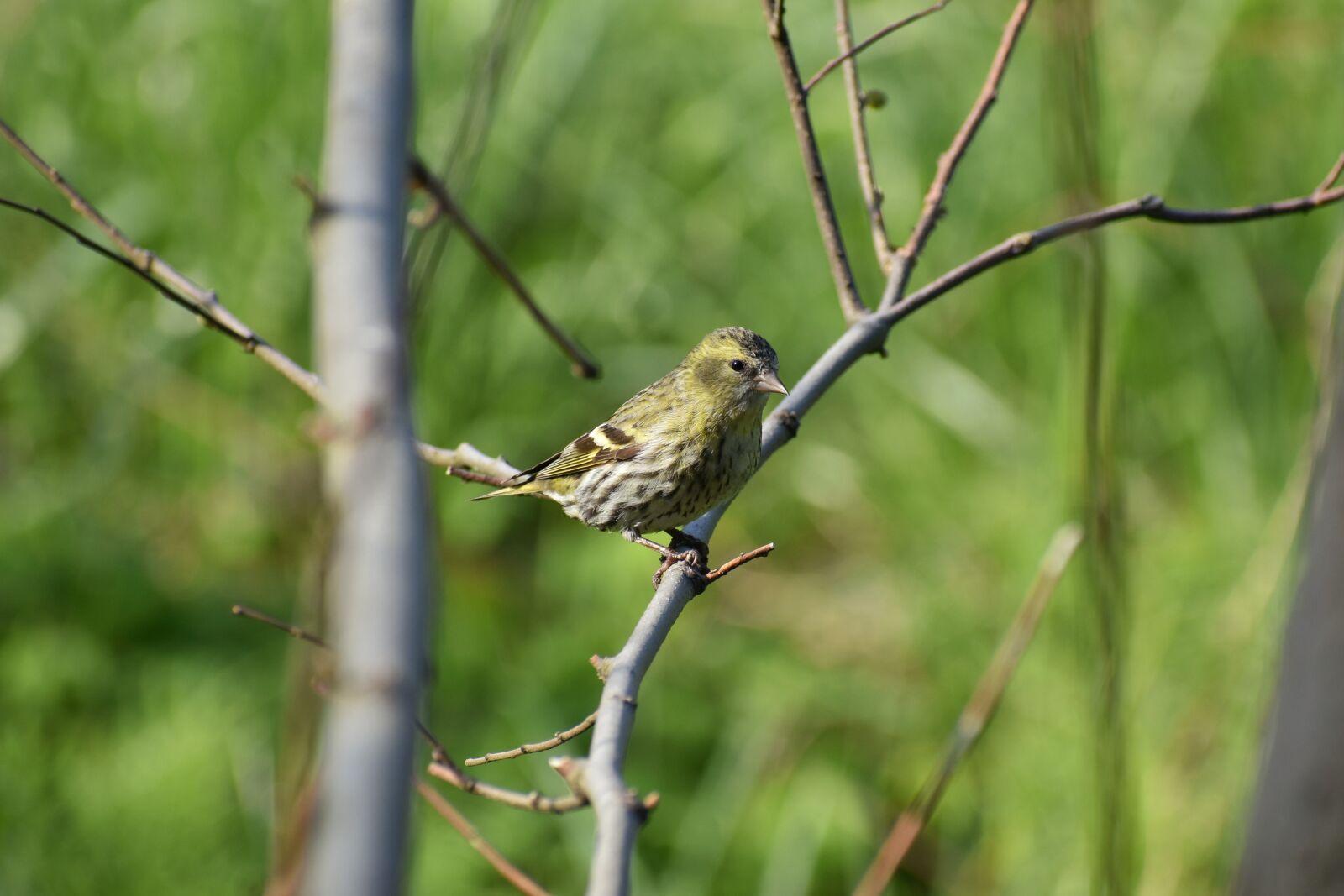 Nikon D7200 sample photo. Animal, forest, wood photography