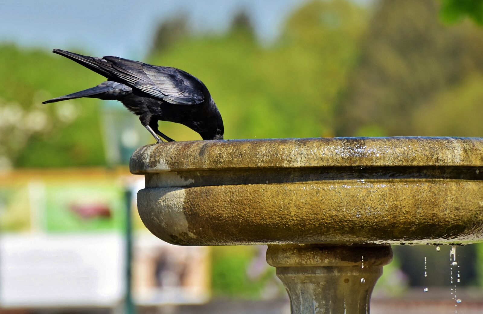 Nikon D7200 sample photo. Raven, crow, raven bird photography
