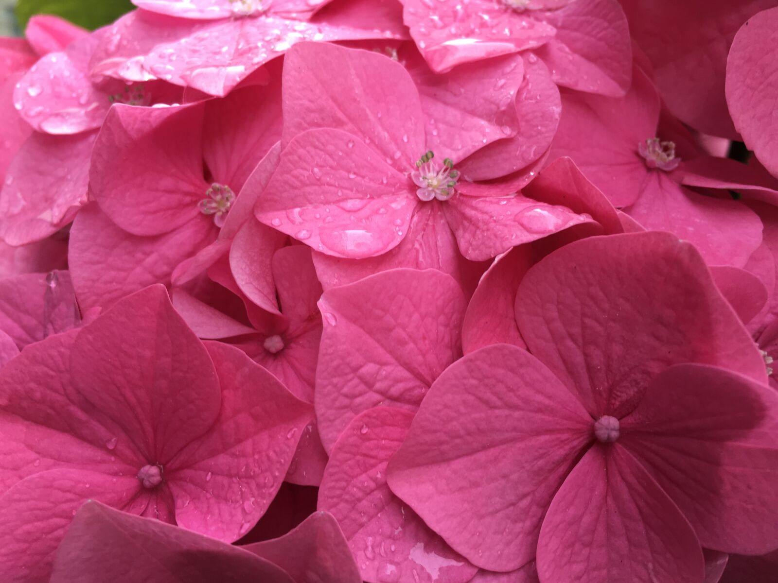 Apple iPhone 6s Plus sample photo. Background, pink, flowers photography