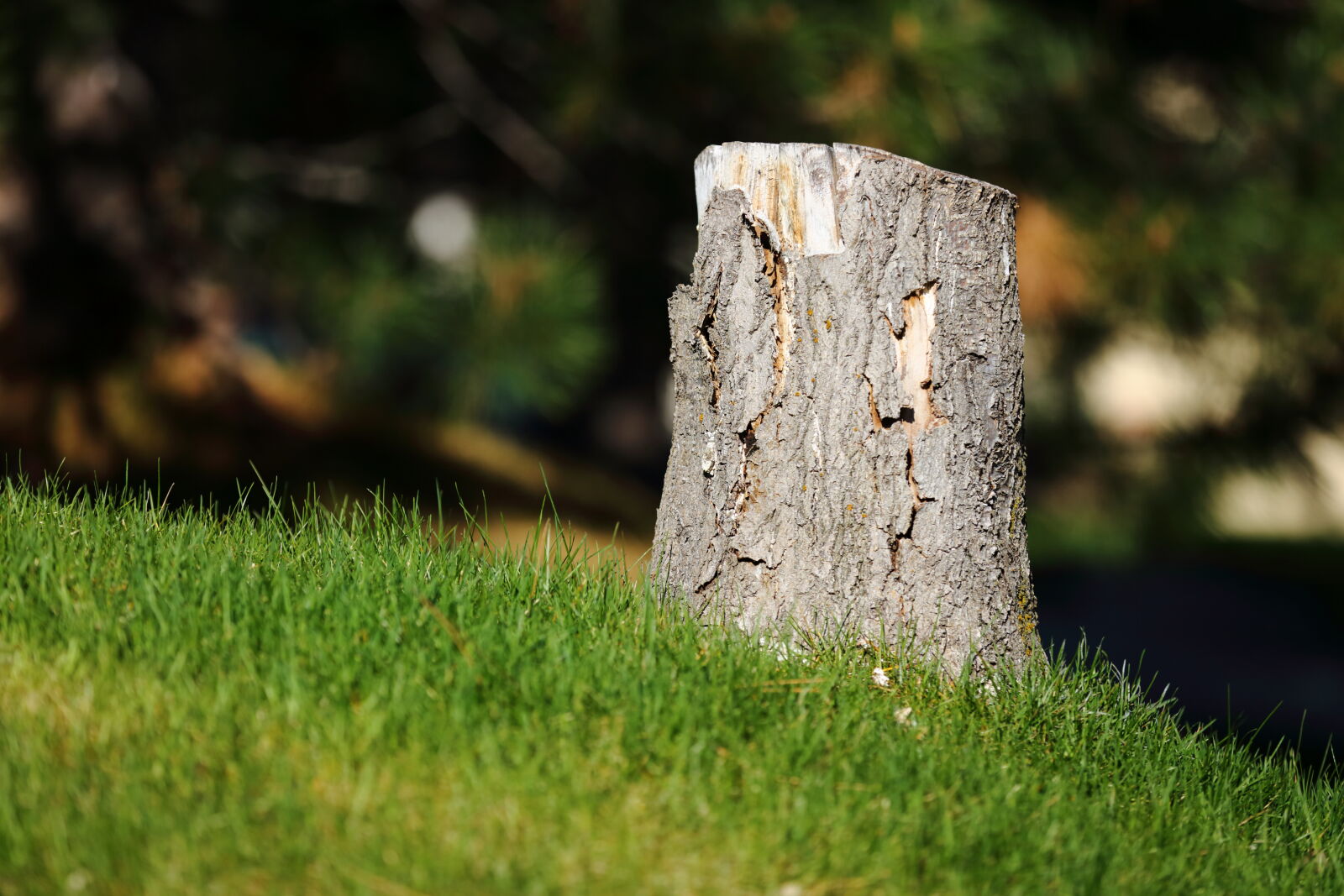 Canon EOS 5D Mark III sample photo. Grass, hill, tree, stump photography
