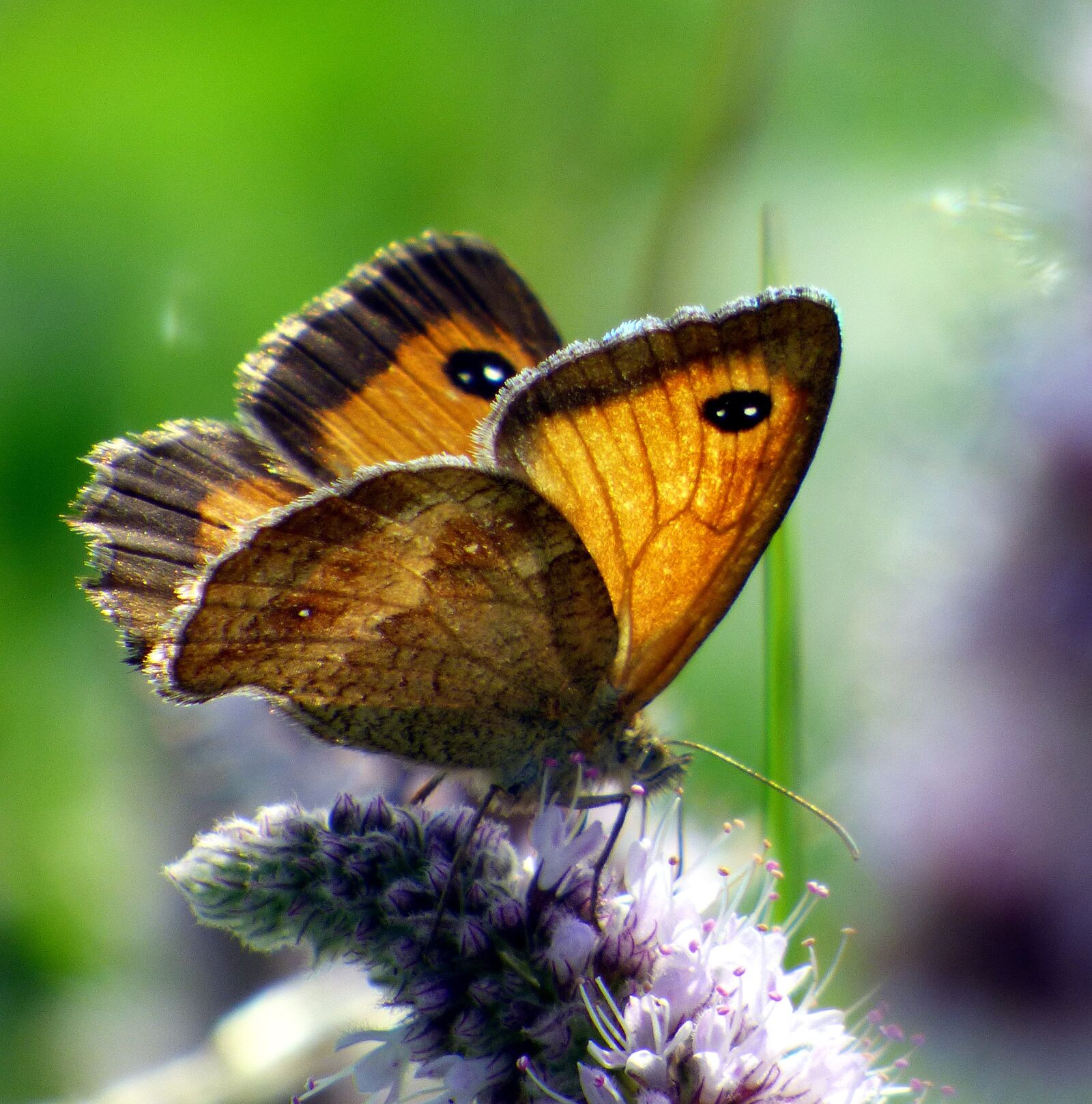 Panasonic DMC-FZ72 sample photo. Butterfly, insect, nature photography