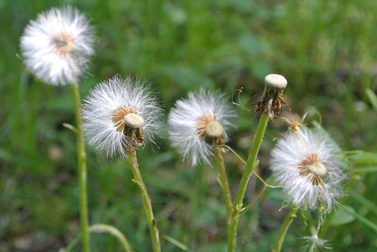 Nikon 1 Nikkor VR 10-30mm F3.5-5.6 sample photo. Dandelion, wind, blowing photography