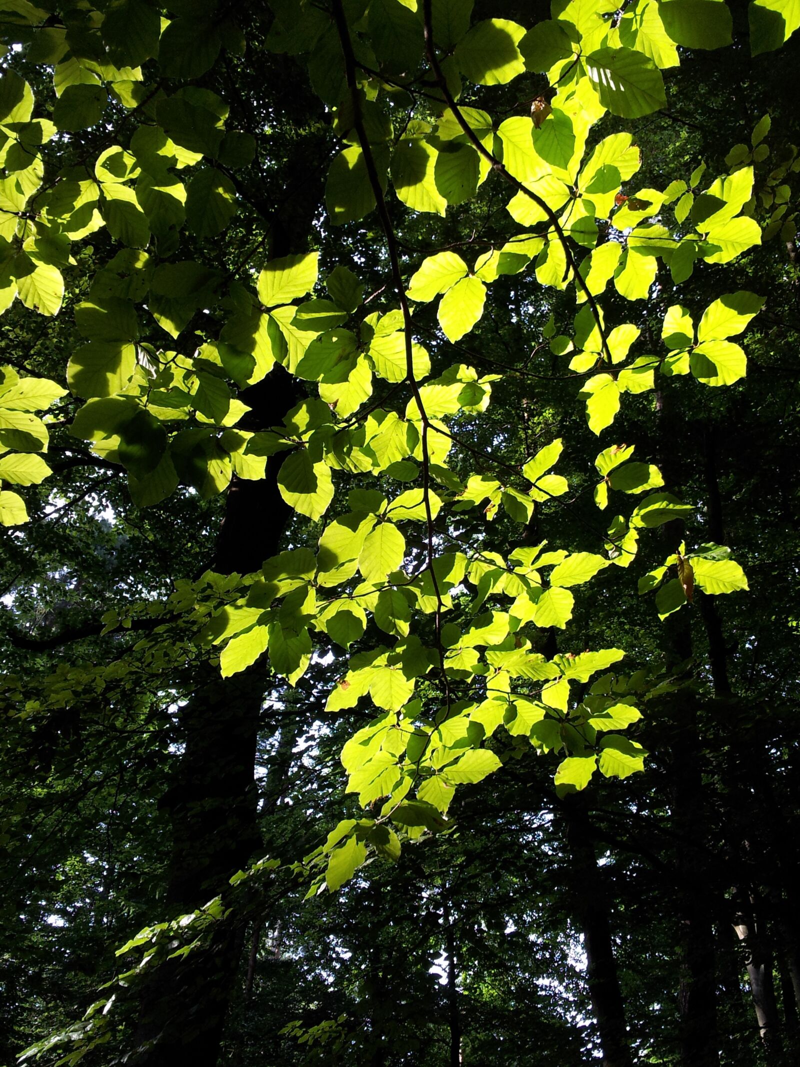Samsung Galaxy S2 sample photo. Beech, tree, backlighting photography