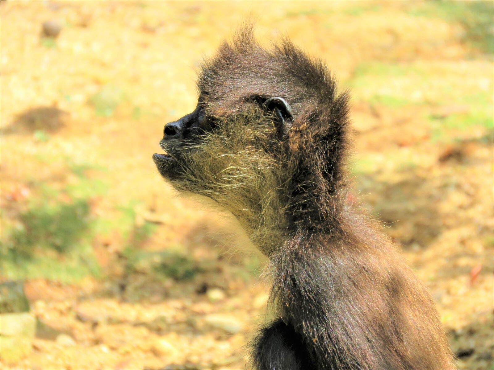 Canon PowerShot SX60 HS sample photo. Spider monkey, monkey, primate photography