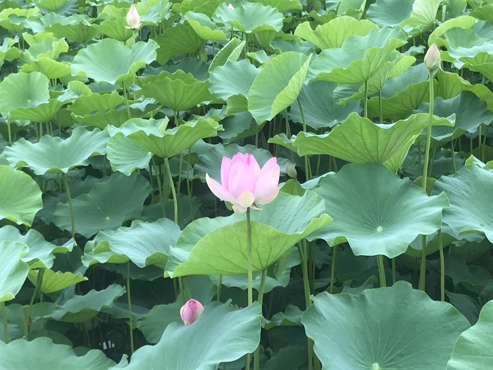 iPhone 7 back camera 3.99mm f/1.8 sample photo. Lotus, research field, nature photography