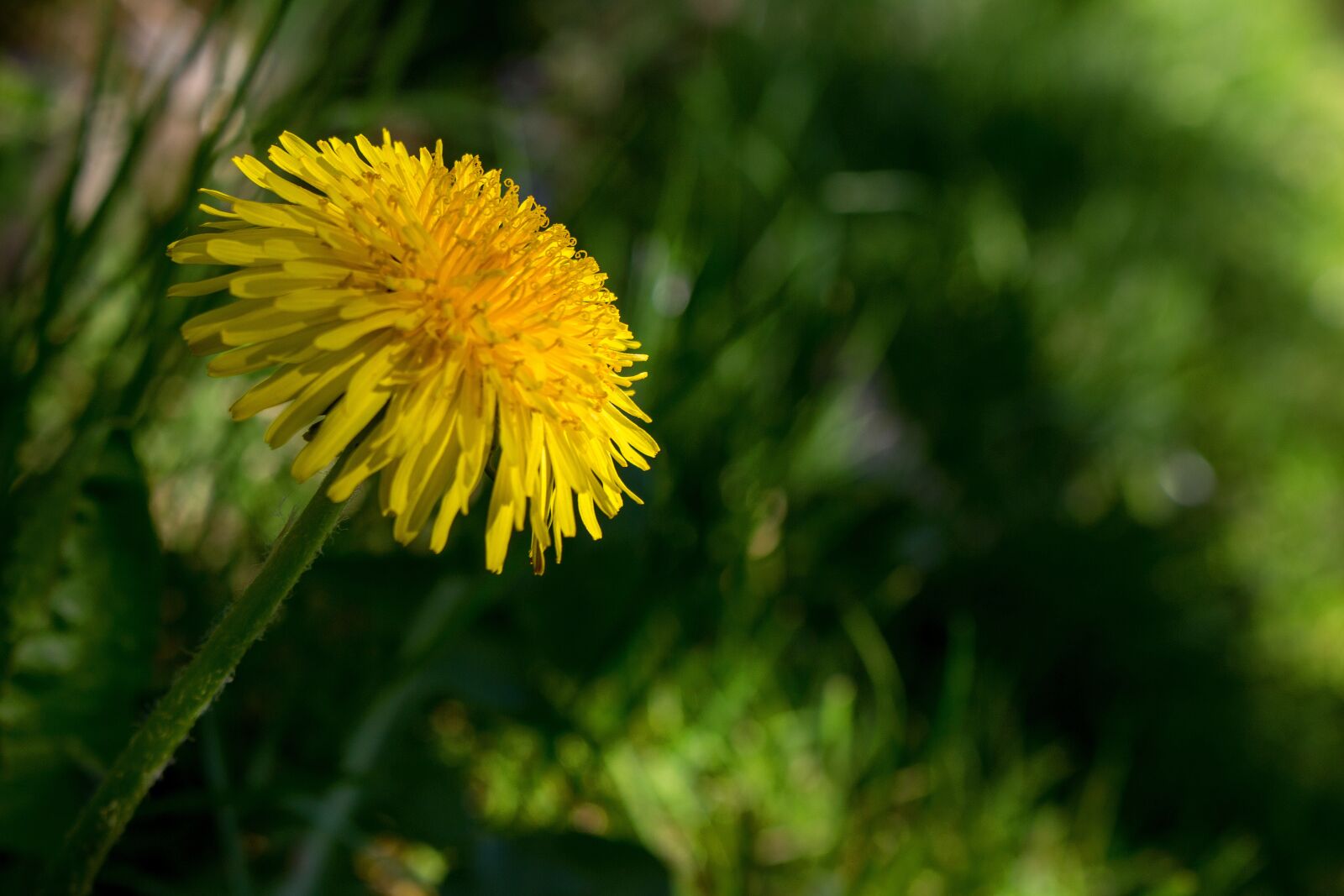 Canon EOS 700D (EOS Rebel T5i / EOS Kiss X7i) sample photo. Dandelion, blossom, bloom photography