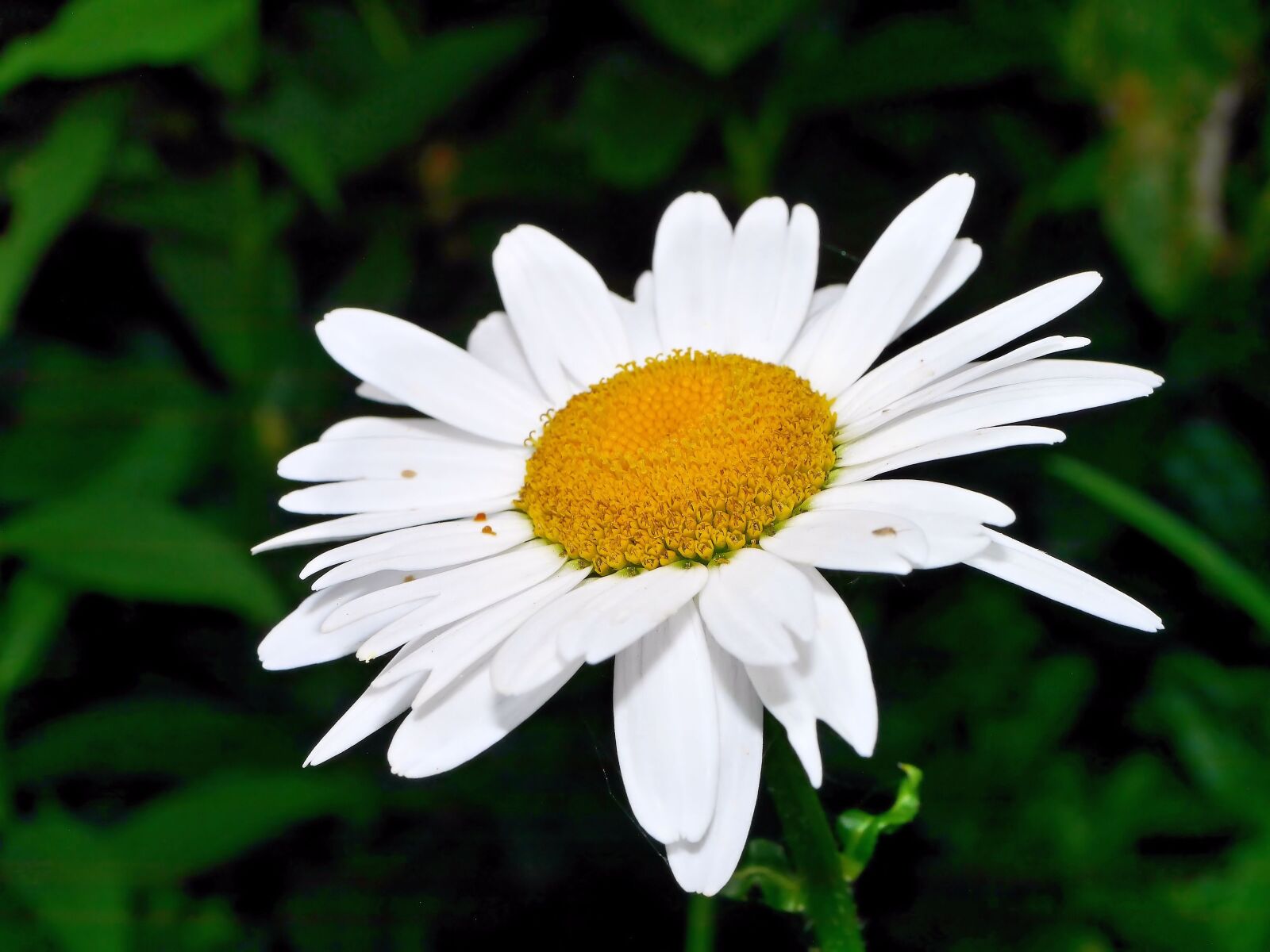 Panasonic Lumix DMC-G6 sample photo. Flower, blossom, bloom photography