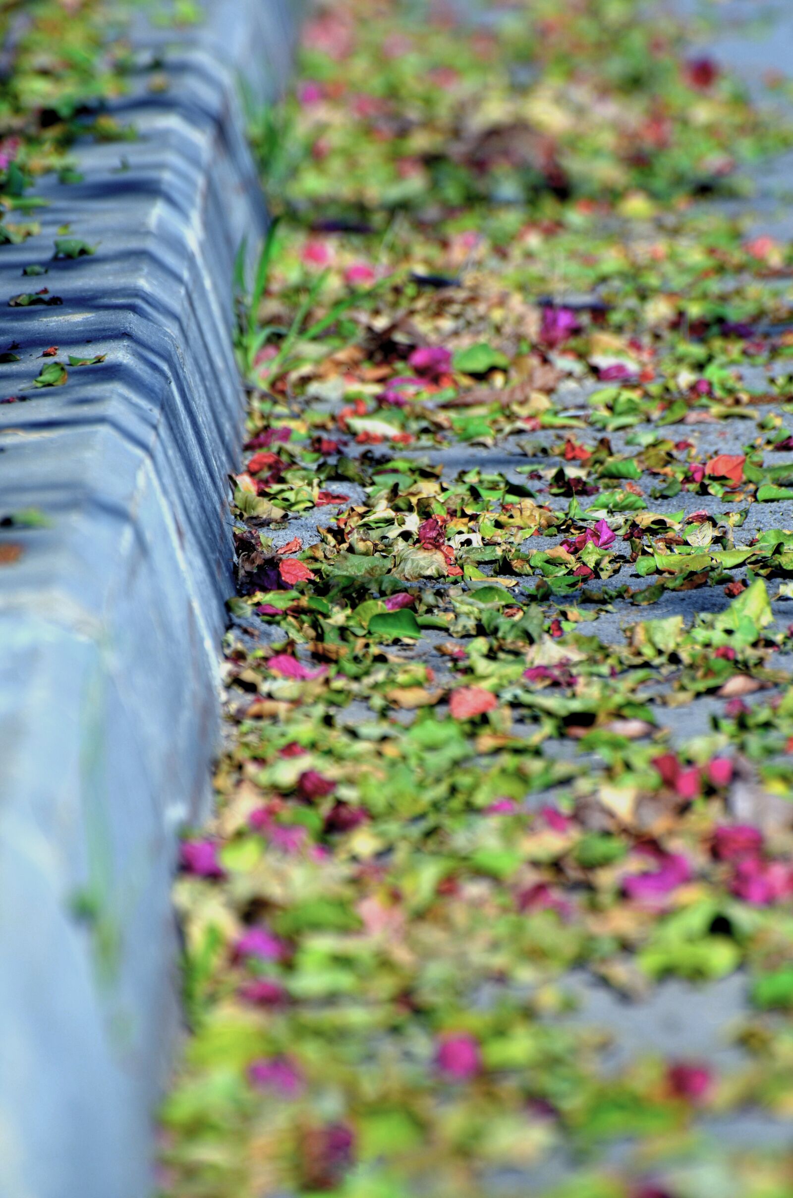 Nikon D7000 sample photo. Flora, garden, flower photography