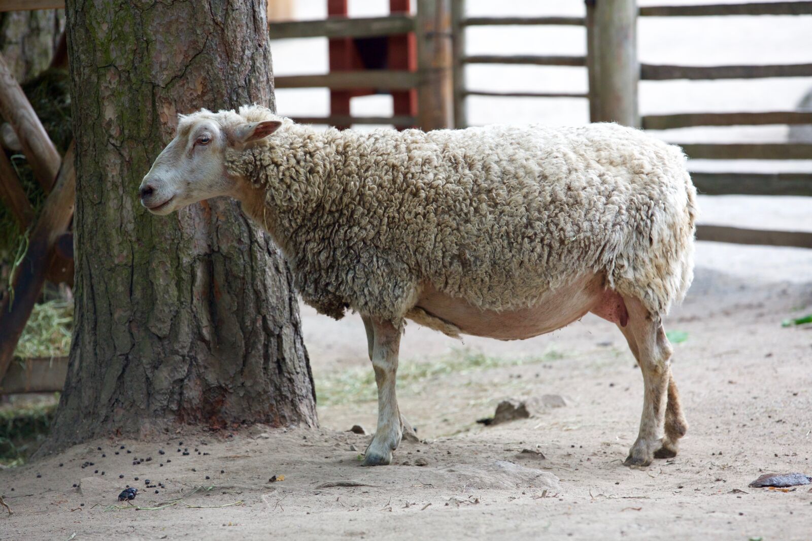 Canon EOS 5D Mark III sample photo. Animal, sheepfold, sheep photography
