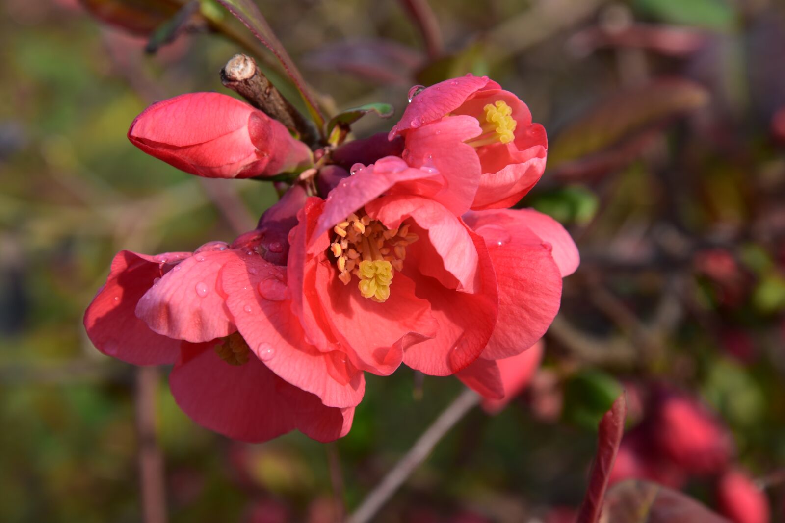 Nikon D7200 sample photo
