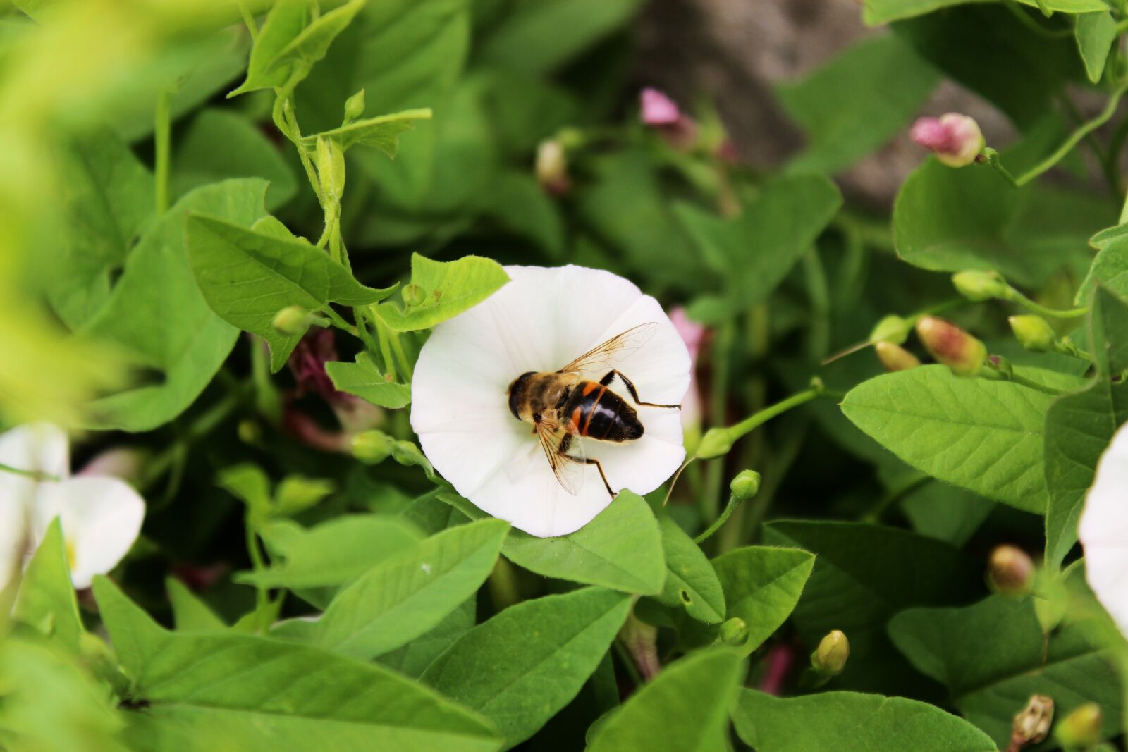 Canon EOS 1300D (EOS Rebel T6 / EOS Kiss X80) sample photo. Flower, osa, bee photography